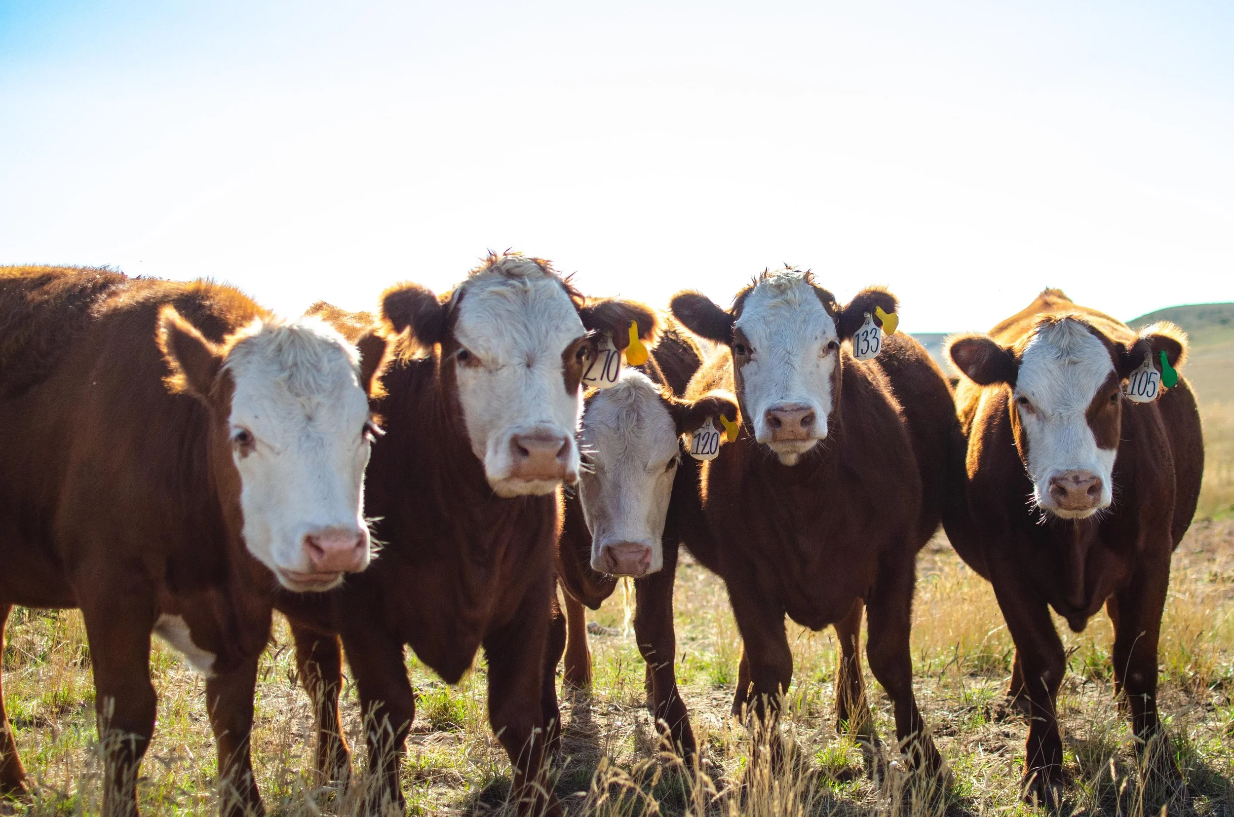 Cow Calf-7622.jpg
