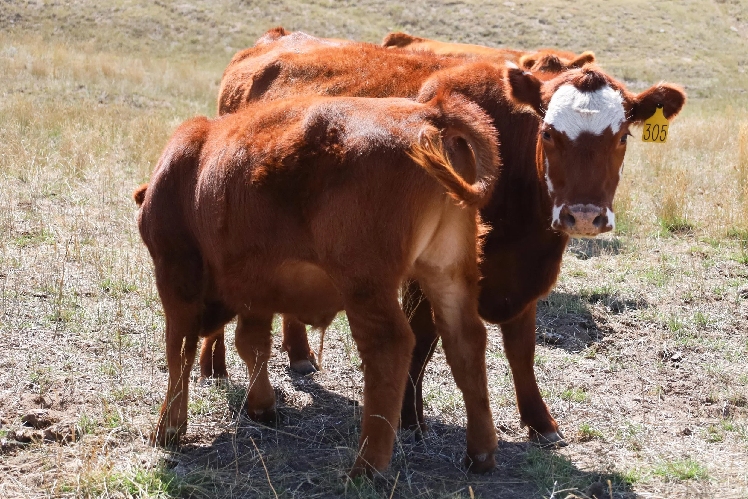 Cow Calf-7899.jpg