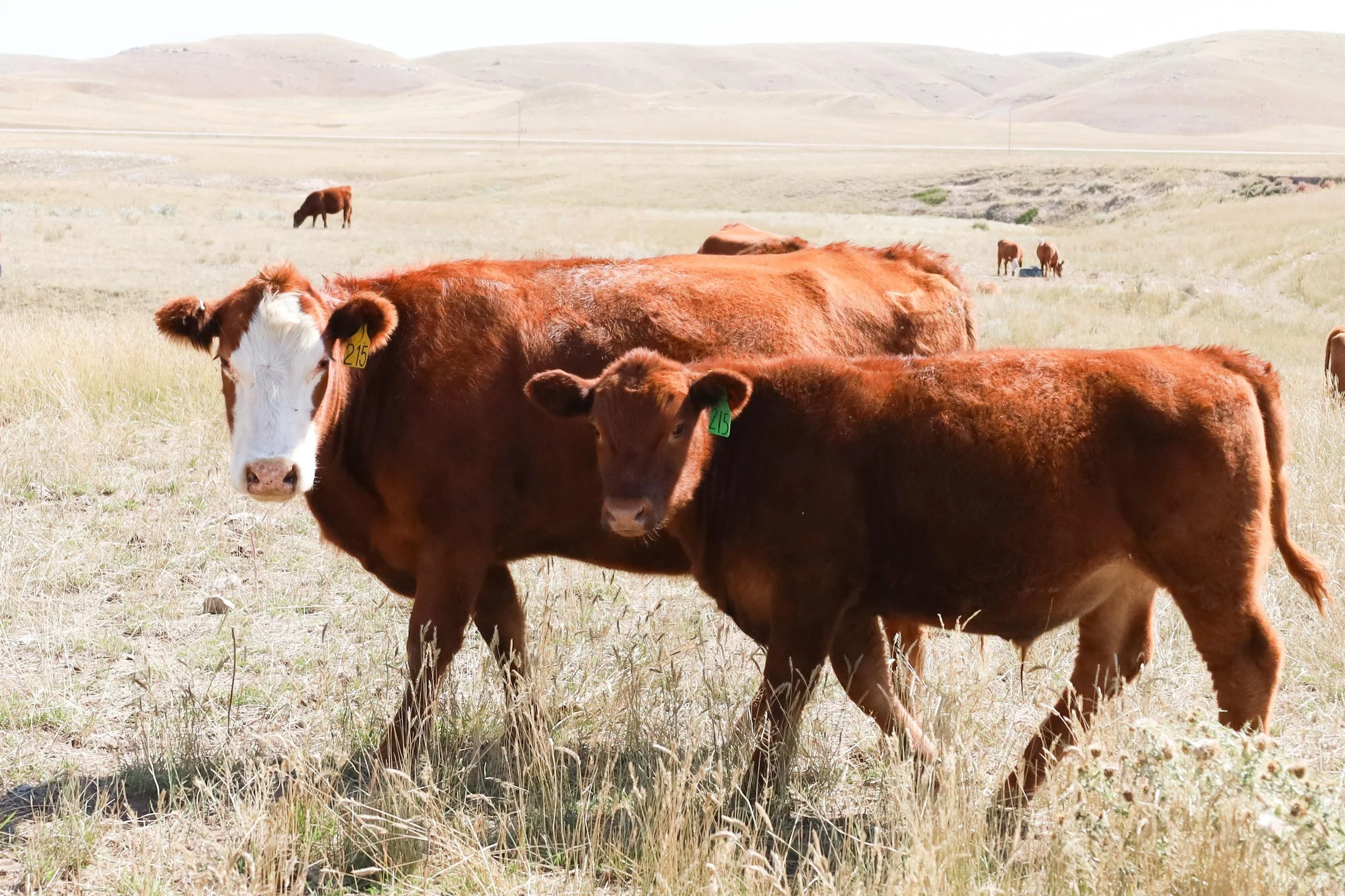 Cow Calf-7922.jpg