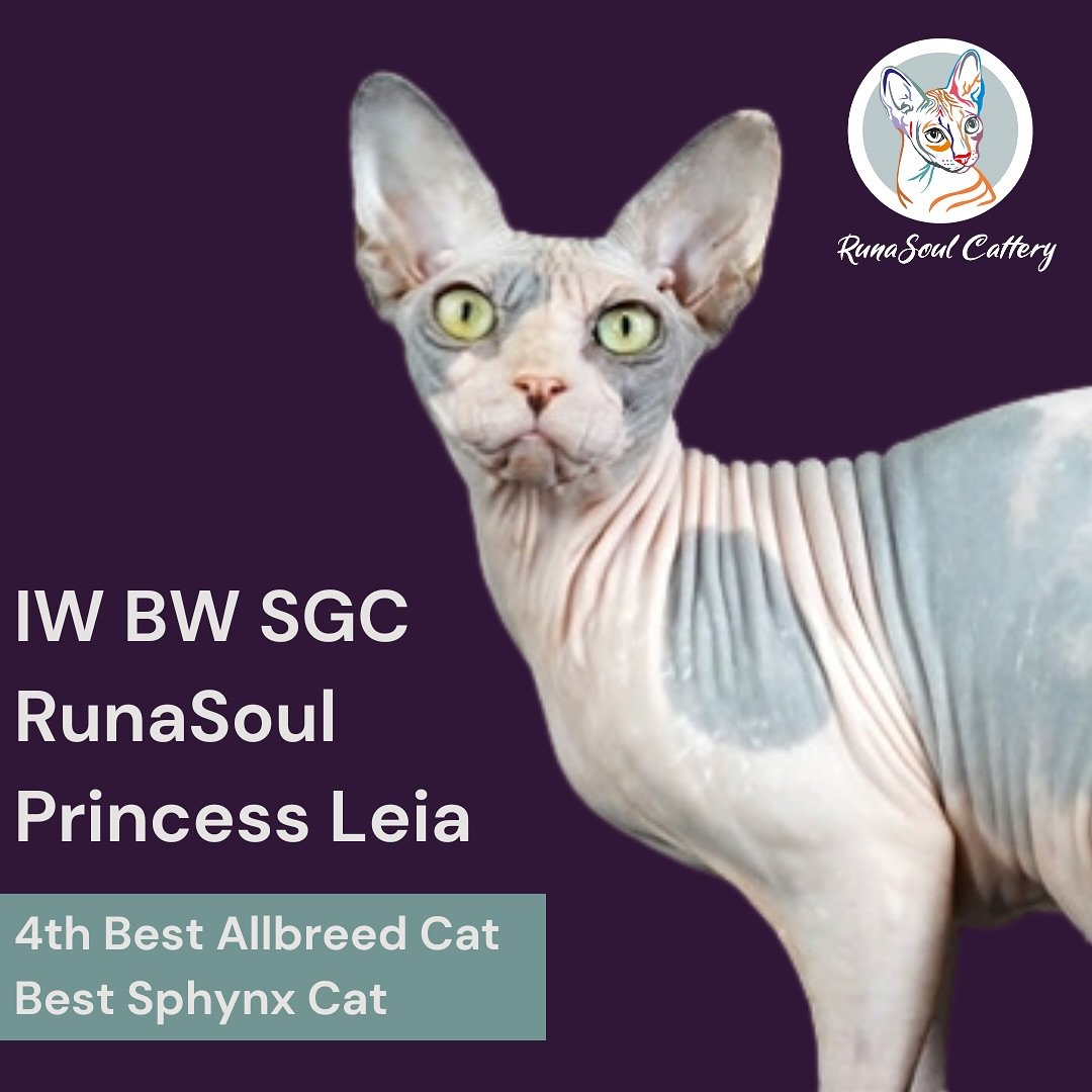 We&rsquo;re so proud of all our cats and kittens achievements this year in TICA EW! 🥰

#tica @tica_ew #sphynxcommunity #sphynxlove #sphynxbreeder #transylvaniancat #cattery #catawards