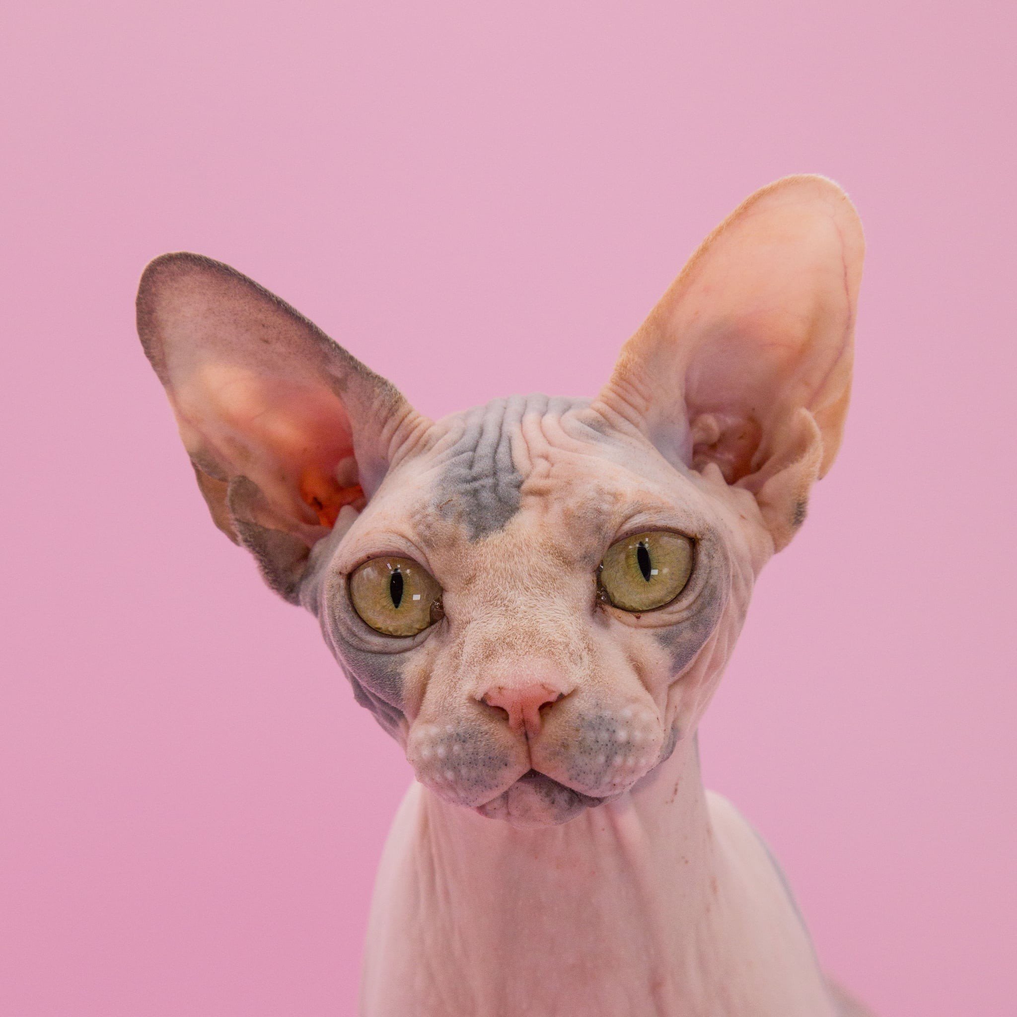 Award winning ethical sphynx in uk