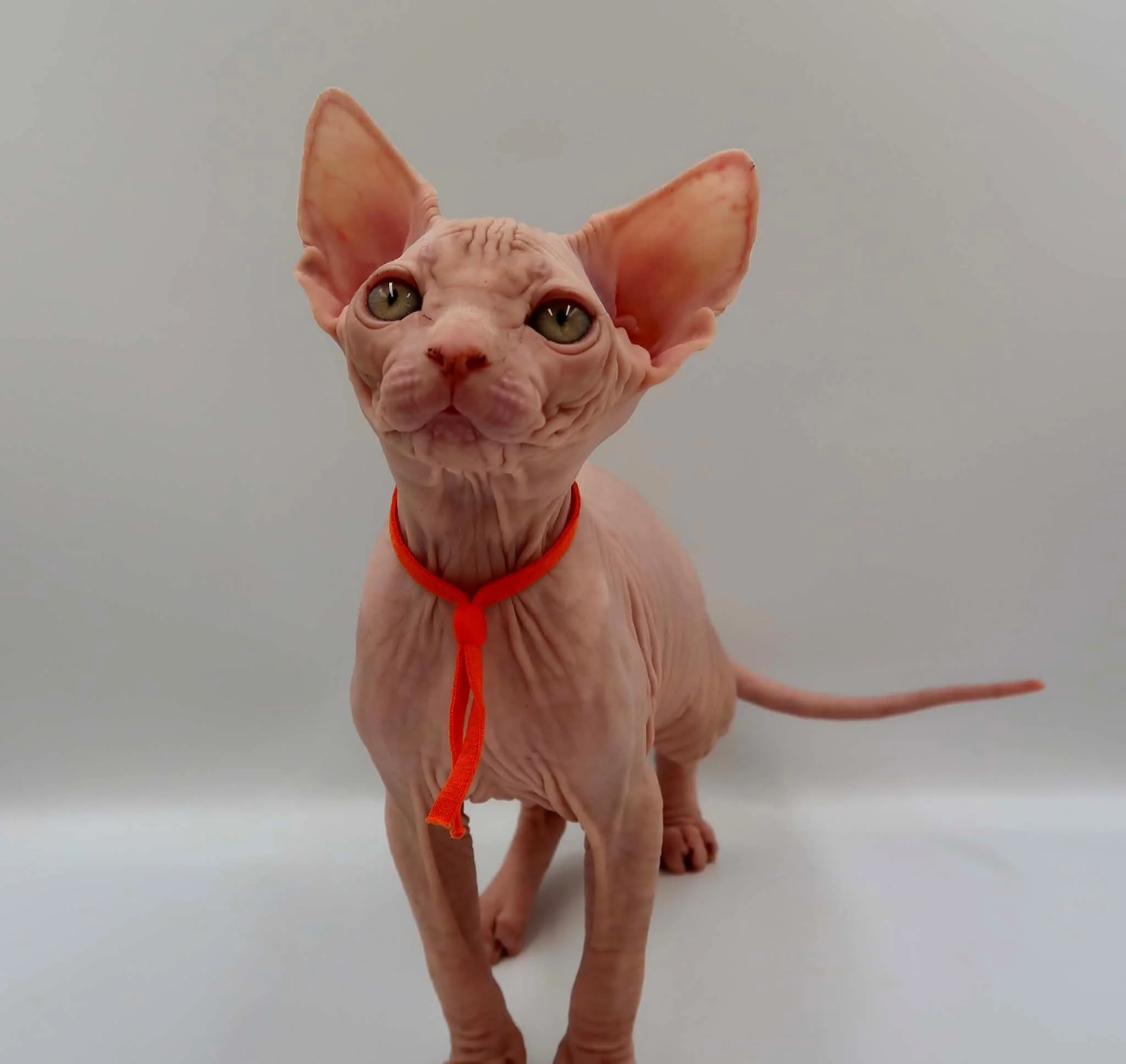 Approved Breeder - health-tested Available Sphynx kitten in the UK