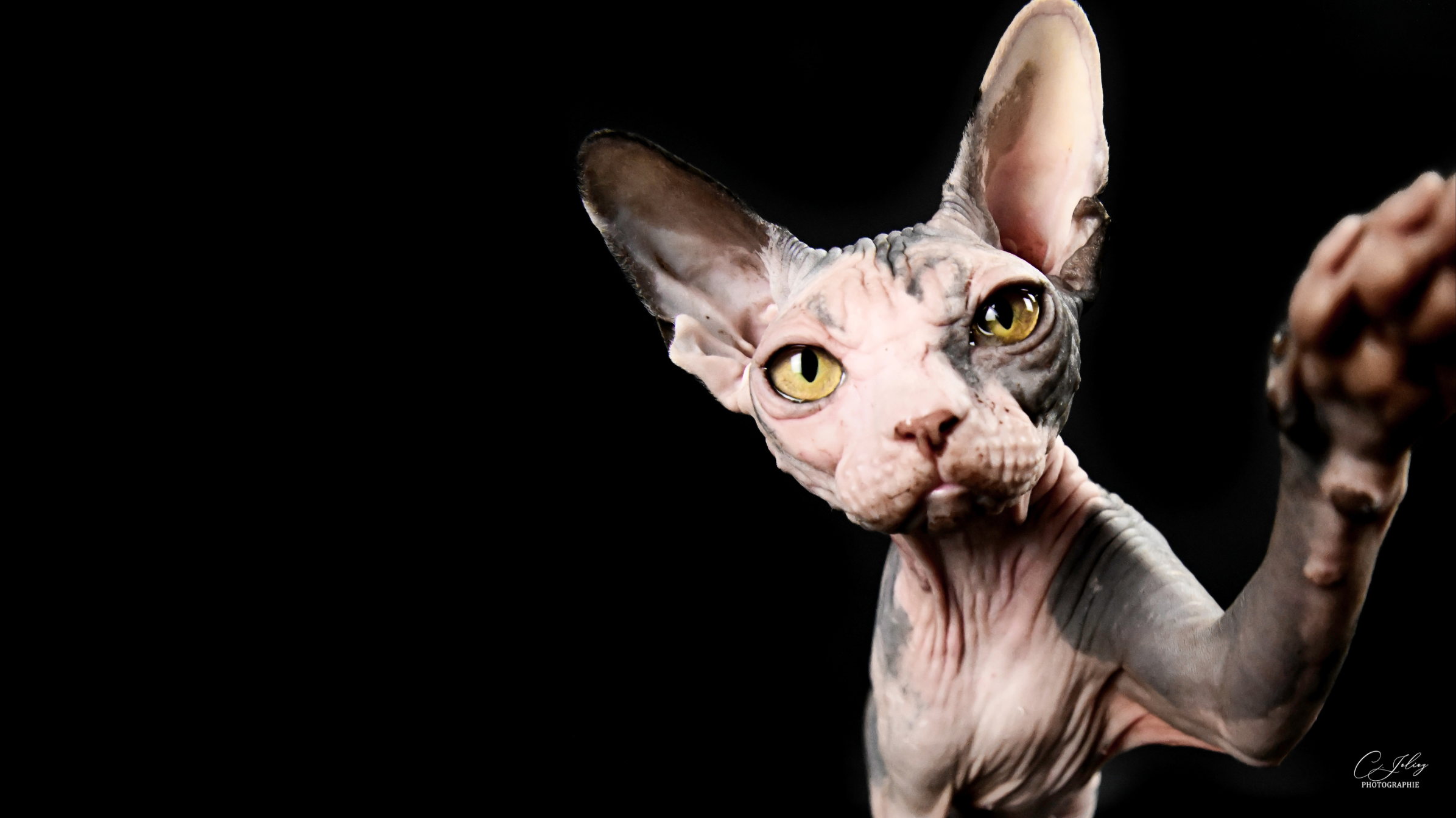 RunaSoul Sphynx Cattery