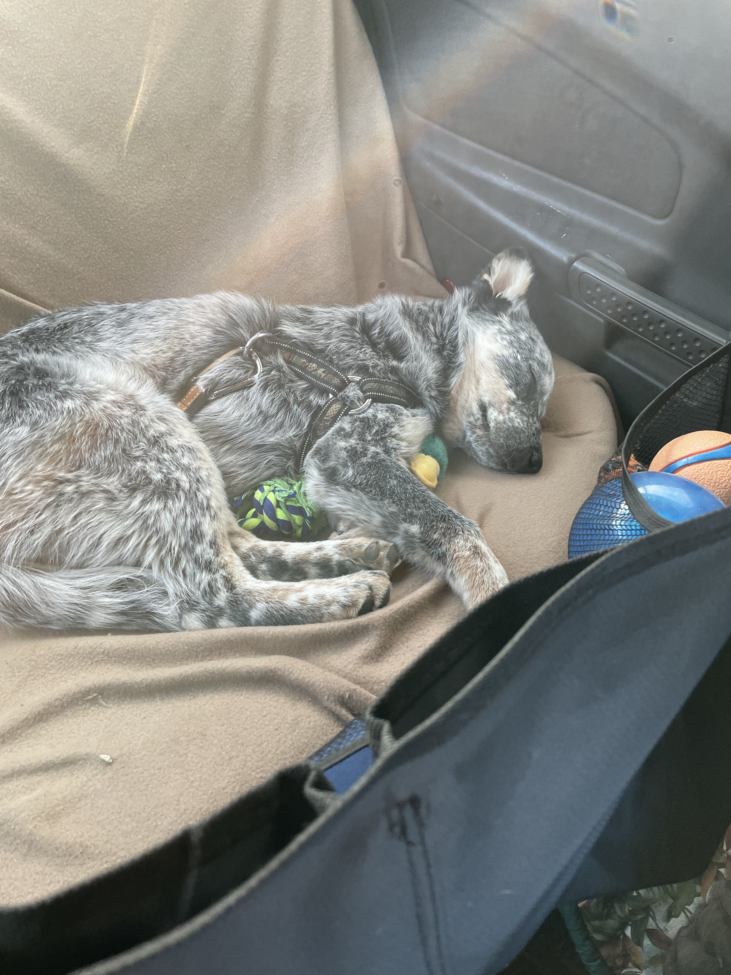 Must-Know Tips for Traveling with Your Pet This Summer