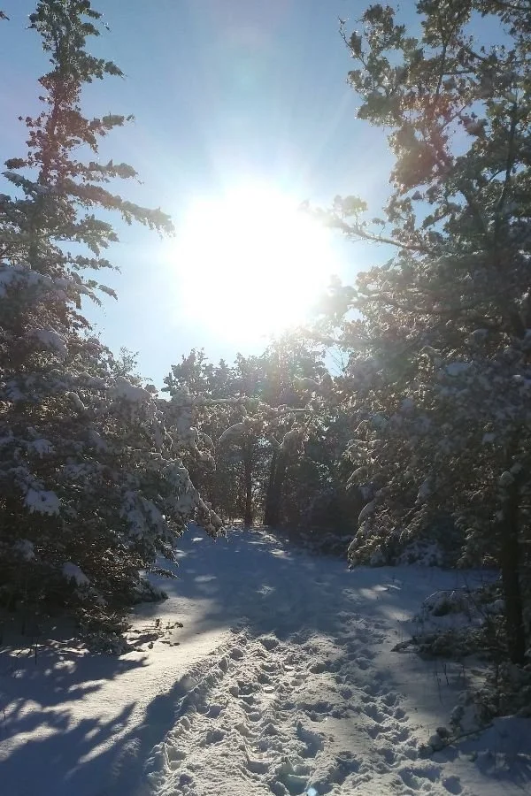 Dreaming the New Earth 🌍 A Free Global Gathering | Jan 5–9