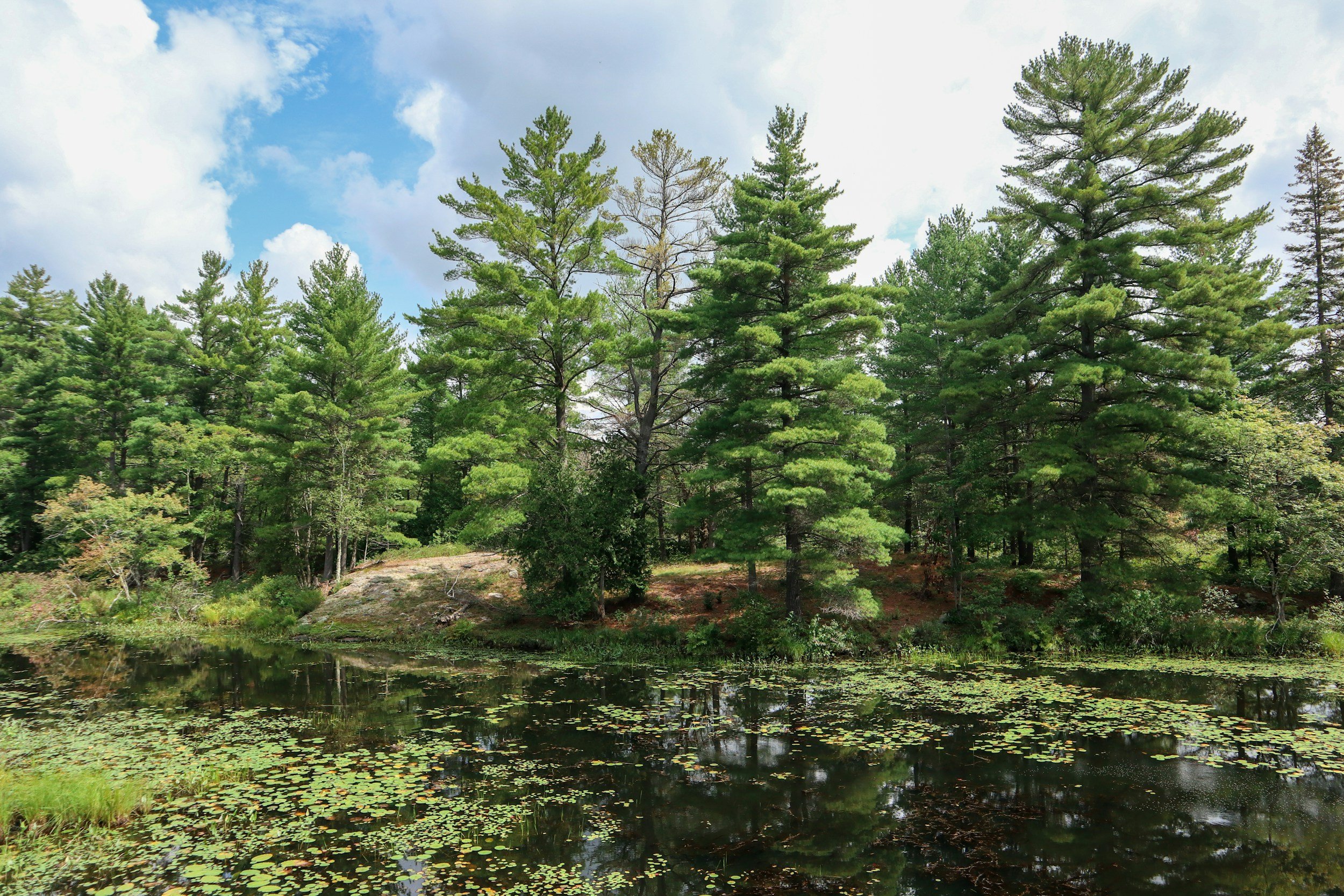 A peaceful pond with floating lily pads surrounded by tall green pine trees under a partly cloudy sky.