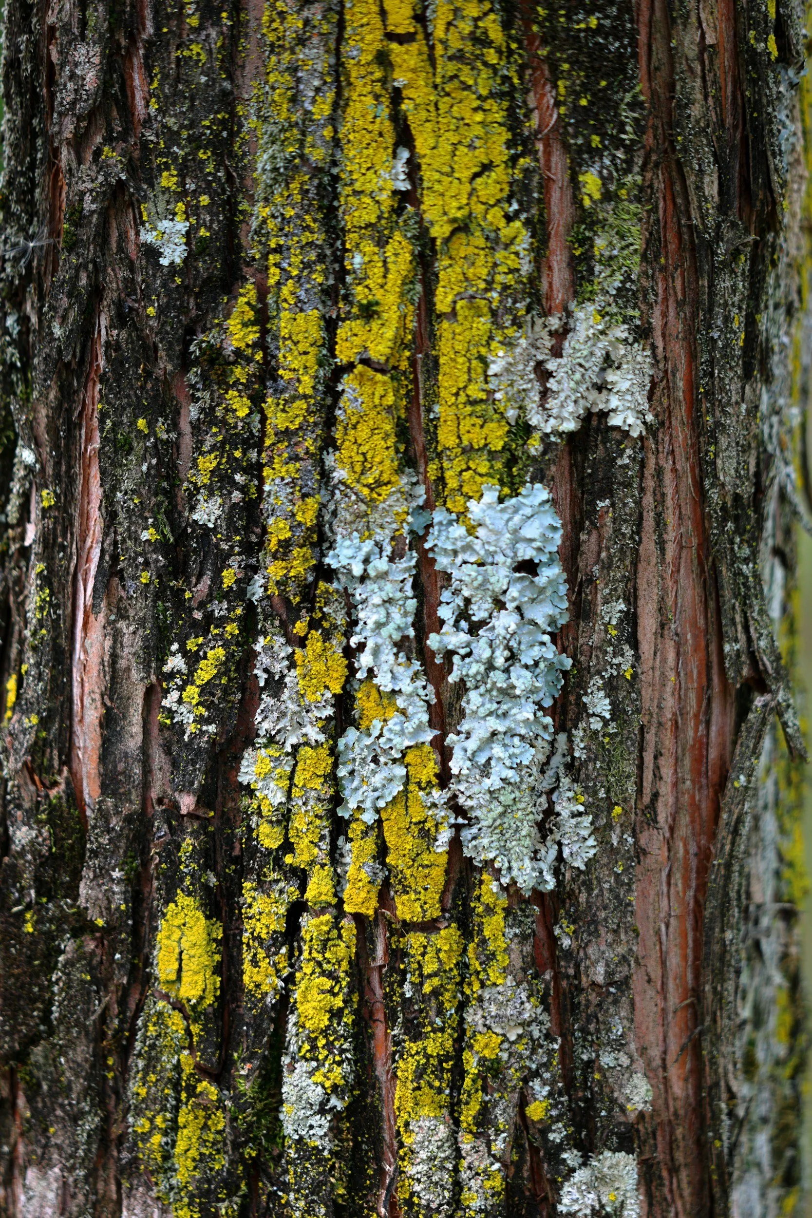 Close-up of tree bark covered with yellow, white, and gray lichen.