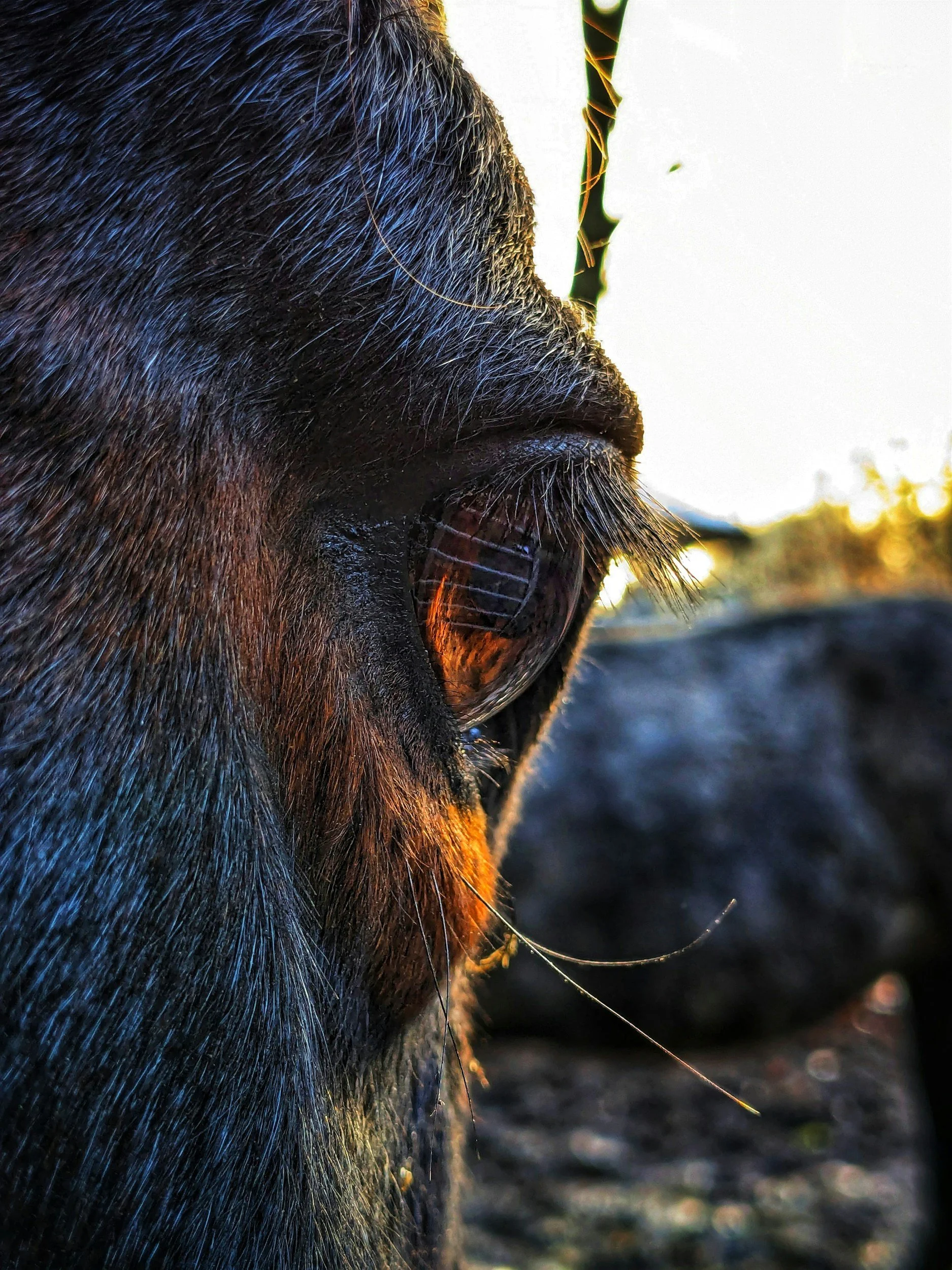 Close-up of a horse's muzzle showing detailed fur, whiskers, and part of the nostril, with sunlight illuminating the features and a blurred background.