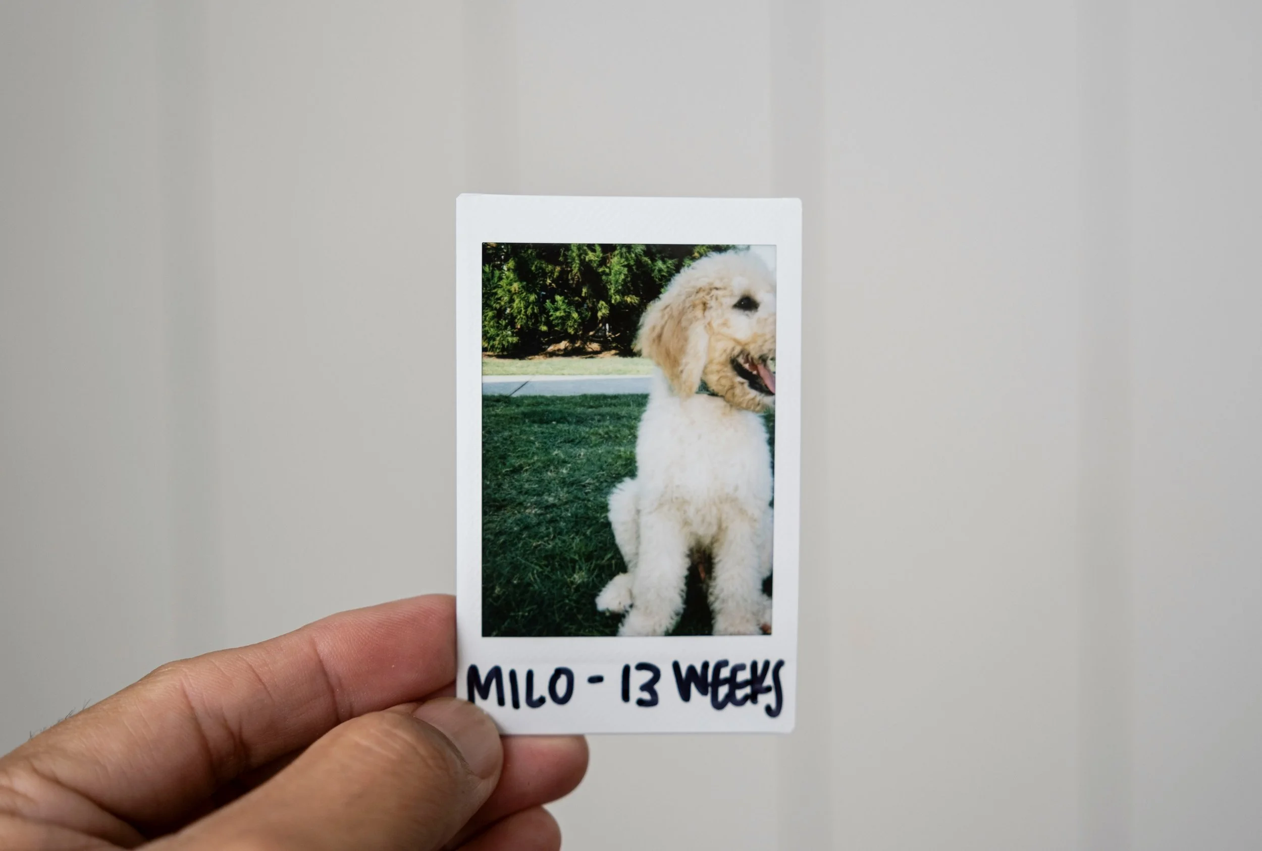 A hand holding a photo of a fluffy white dog outdoors on grass, with trees in the background. The photo has a label at the bottom reading "MILO - 13 WEEKS".