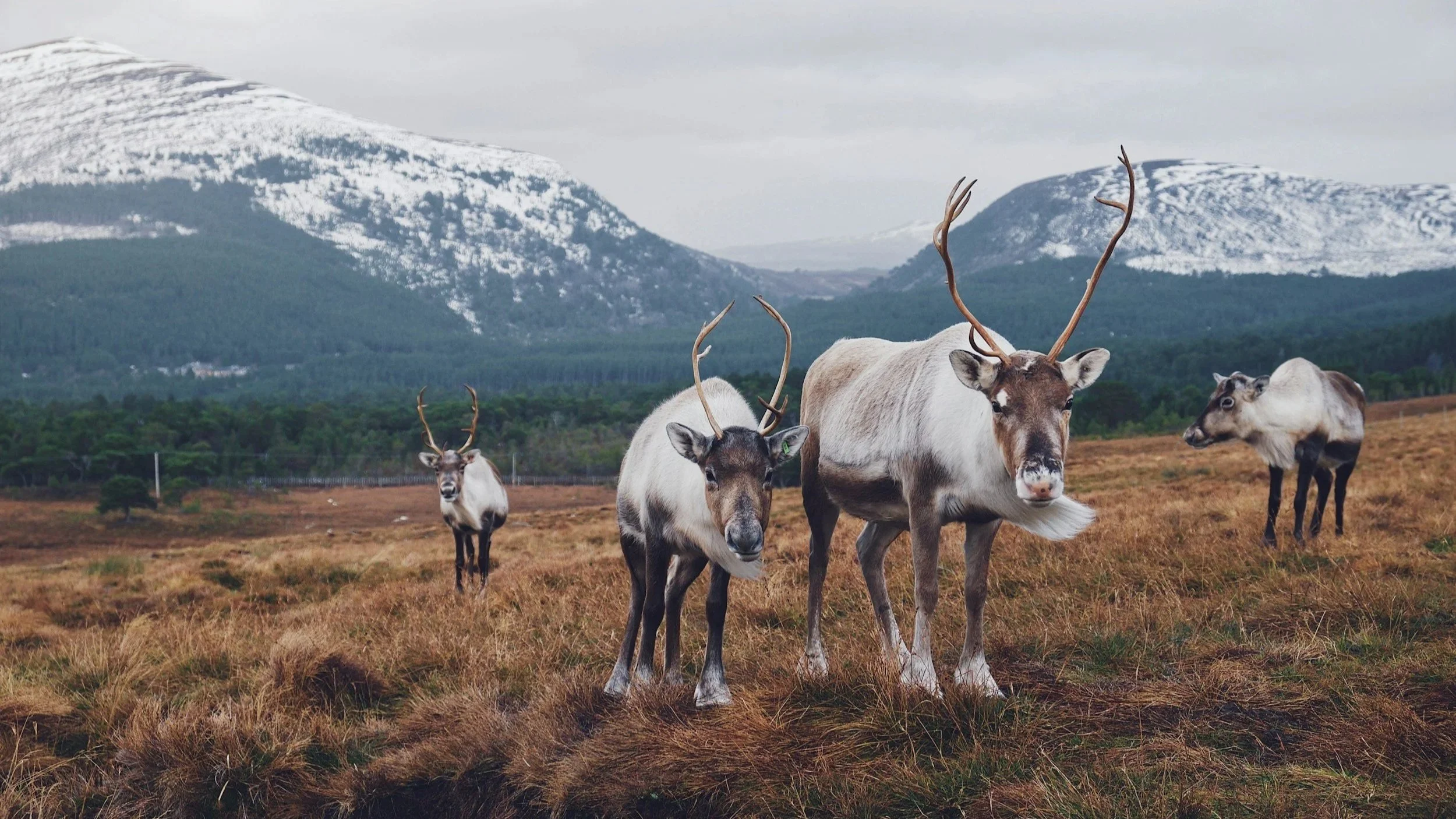A group of reindeer grazing in a mountainous landscape with snow-capped peaks and green forests in the background.