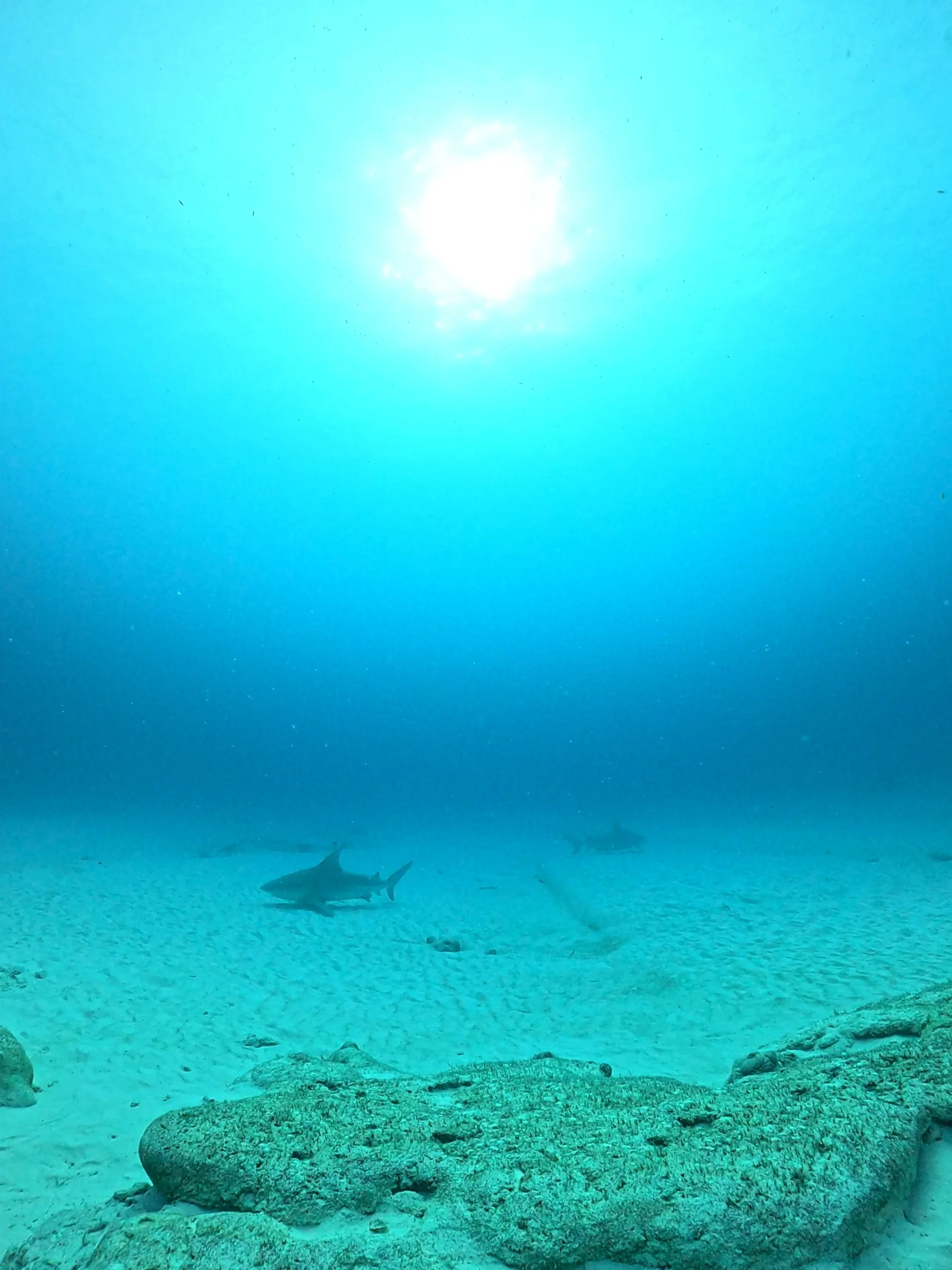 サメ好きさんはお見逃しなく！ 不調に終わるも・・