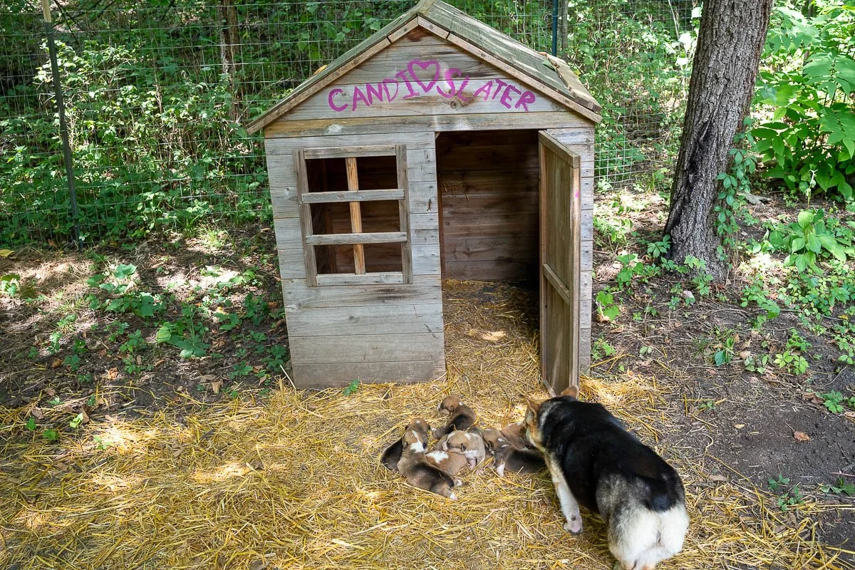 CordwoodCorgisWeb-23.jpg