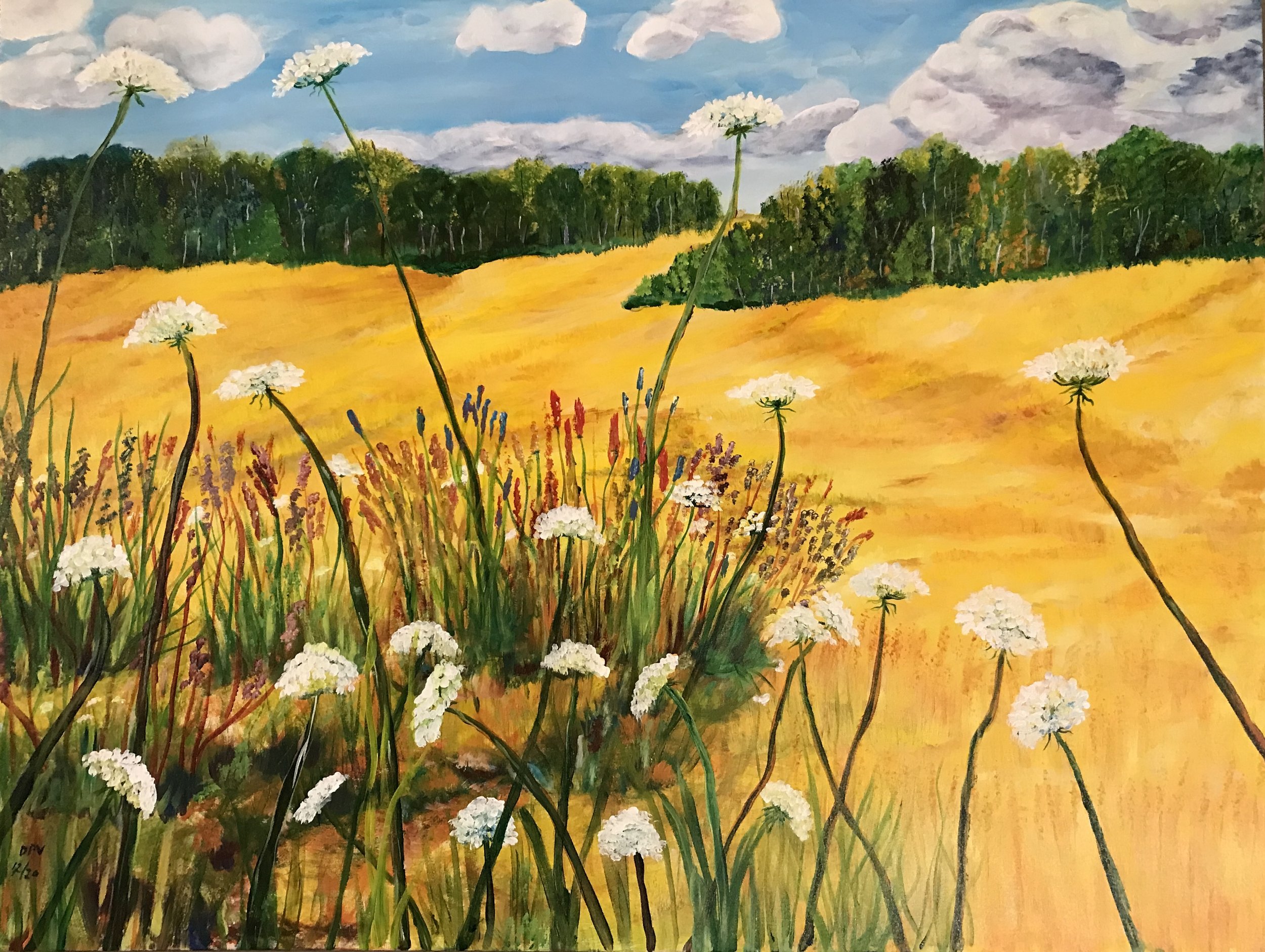 Queen Anne’s Lace
