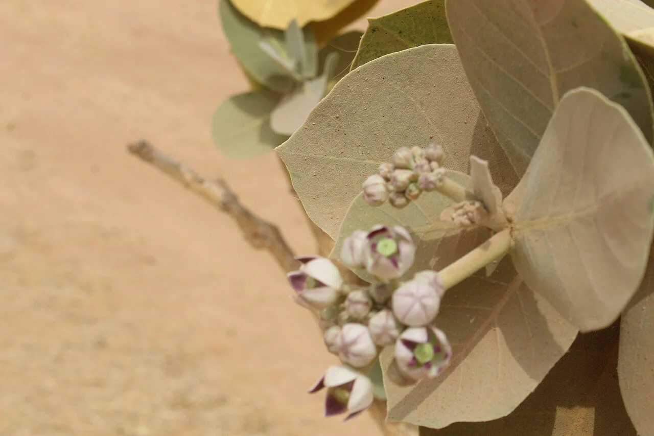 Strategic landscape restoration for resilience in Chad