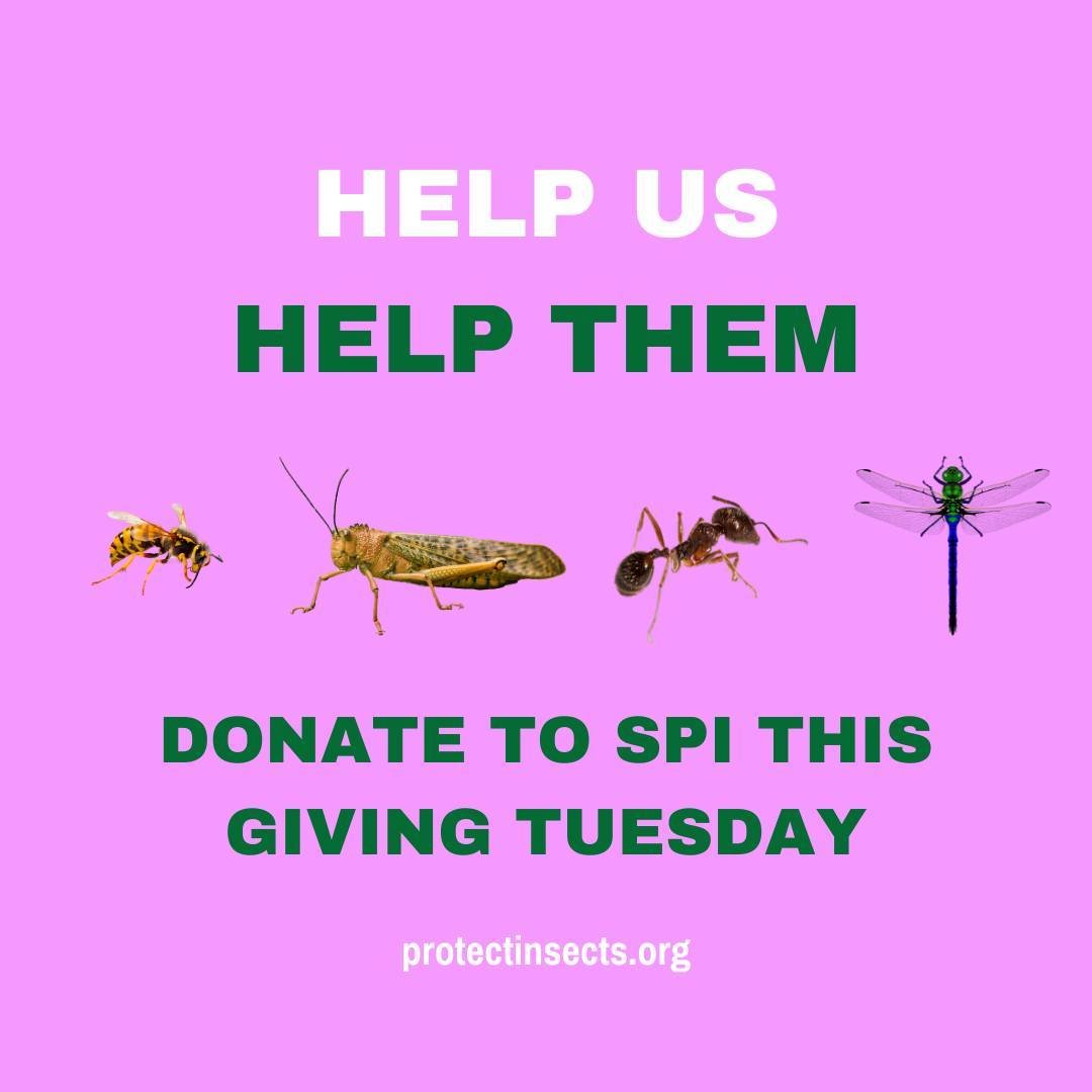 Please consider donating to the Society for the Protection of Insects this Giving Tuesday! Find the link on our website, protectinsects.org, or here: https://buff.ly/49cP4Y3 

We deeply appreciate your support, whether or not you are able to financia