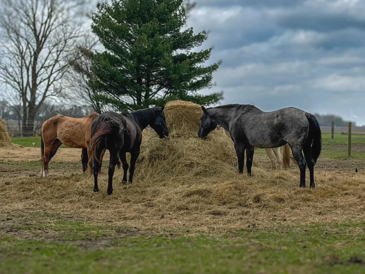 Four horses gather around a haystack in a rural field with trees and a cloudy sky in the background.