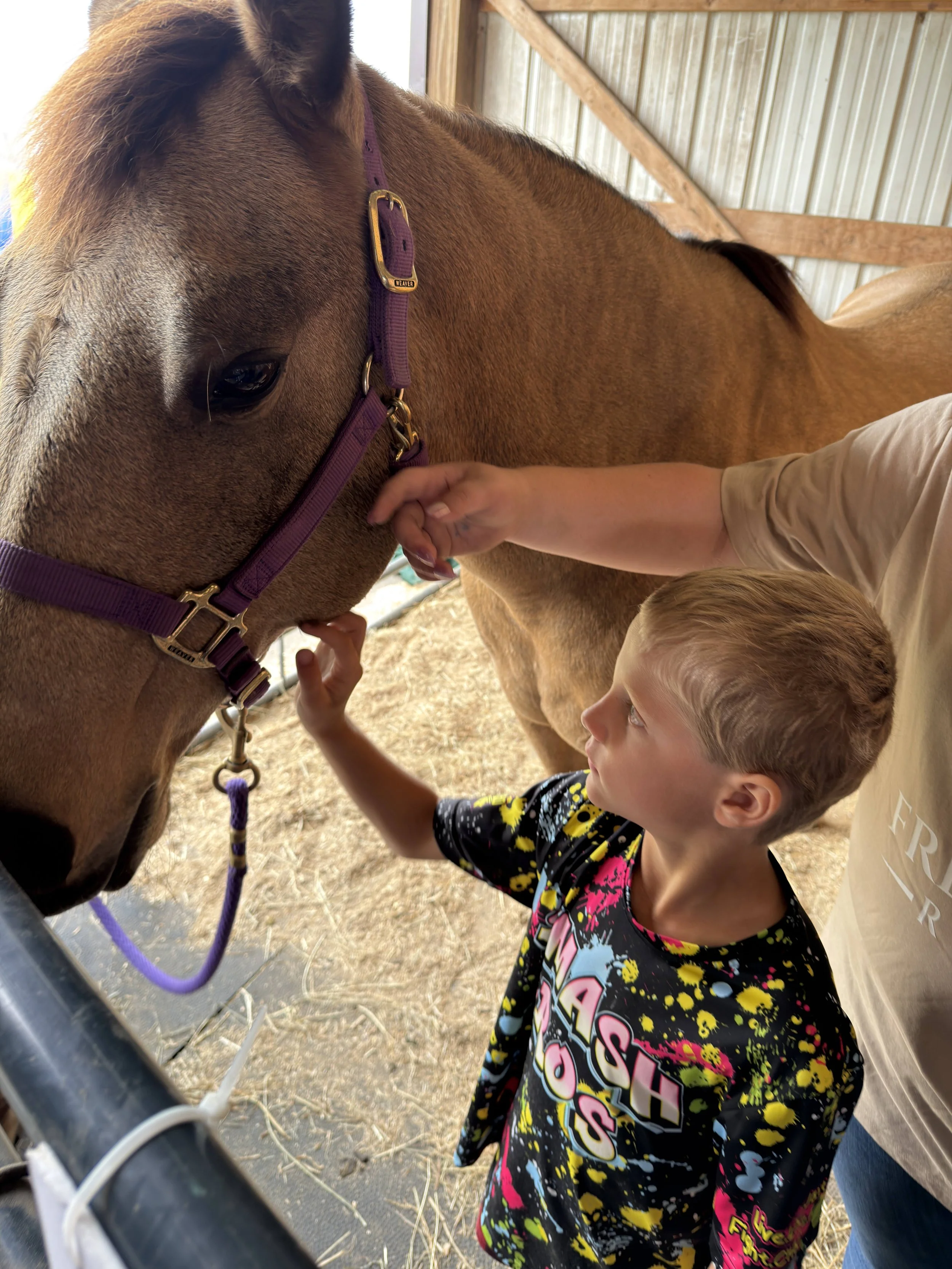 A young boy with light-colored hair and a colorful T-shirt reaching out to touch a brown horse with a purple halter inside a stable with wooden beams and metal siding.