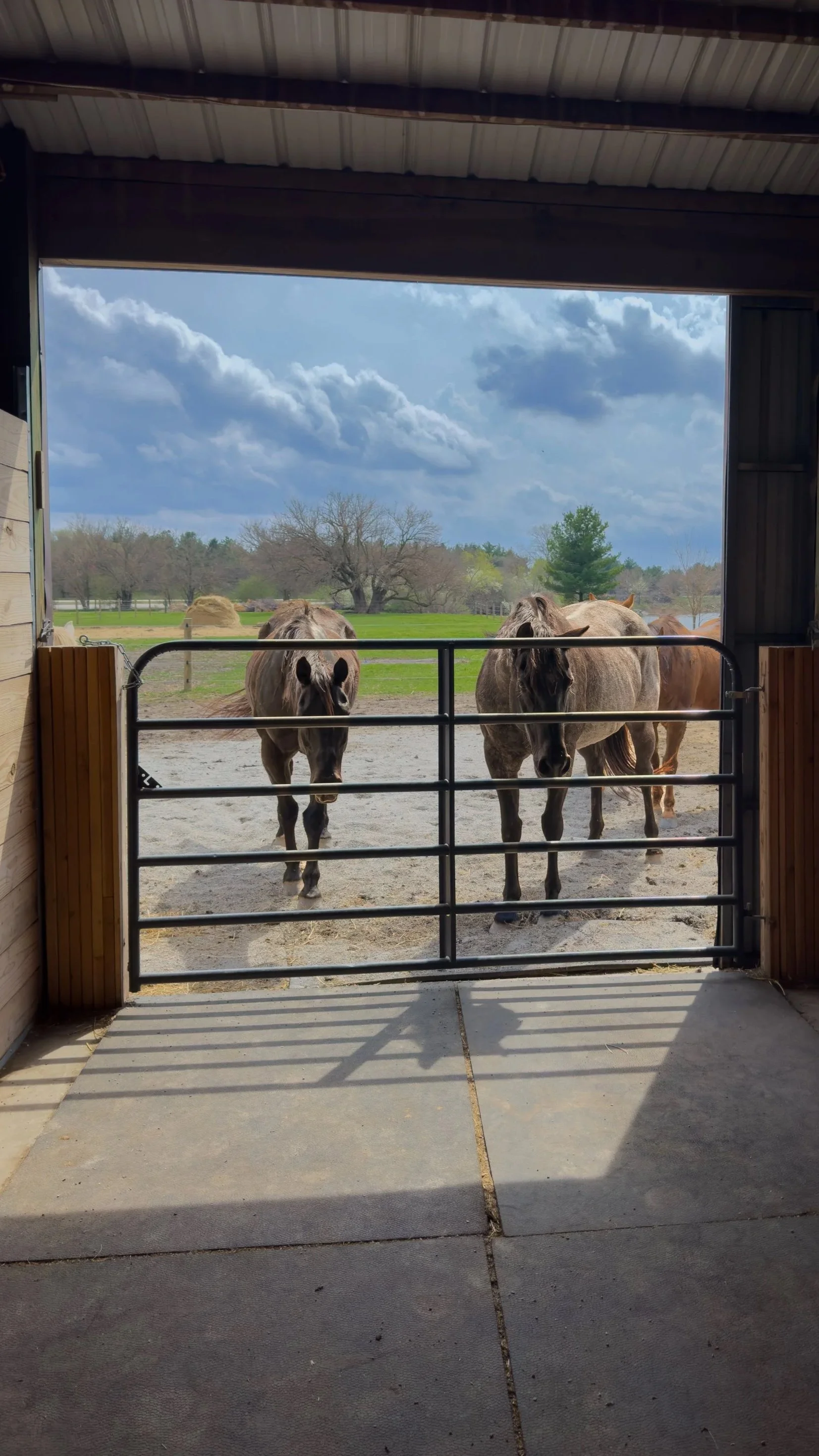 Two horses standing behind a metal gate inside a barn, with a view of a grassy field, trees, and a cloudy sky outside.