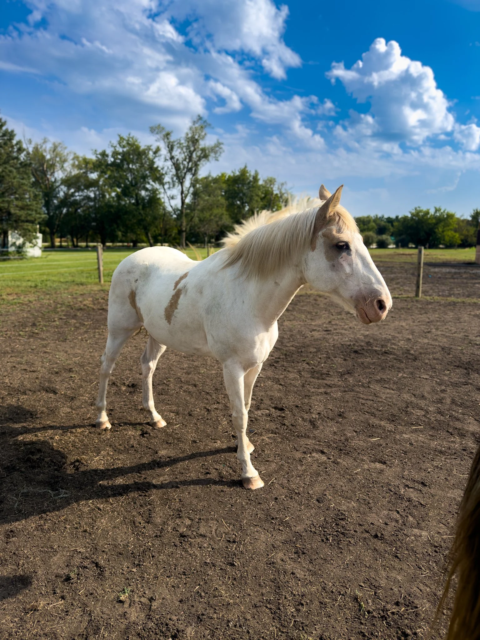 White horse with brown spots standing on dirt ground in a fenced rural area under a blue sky with white clouds