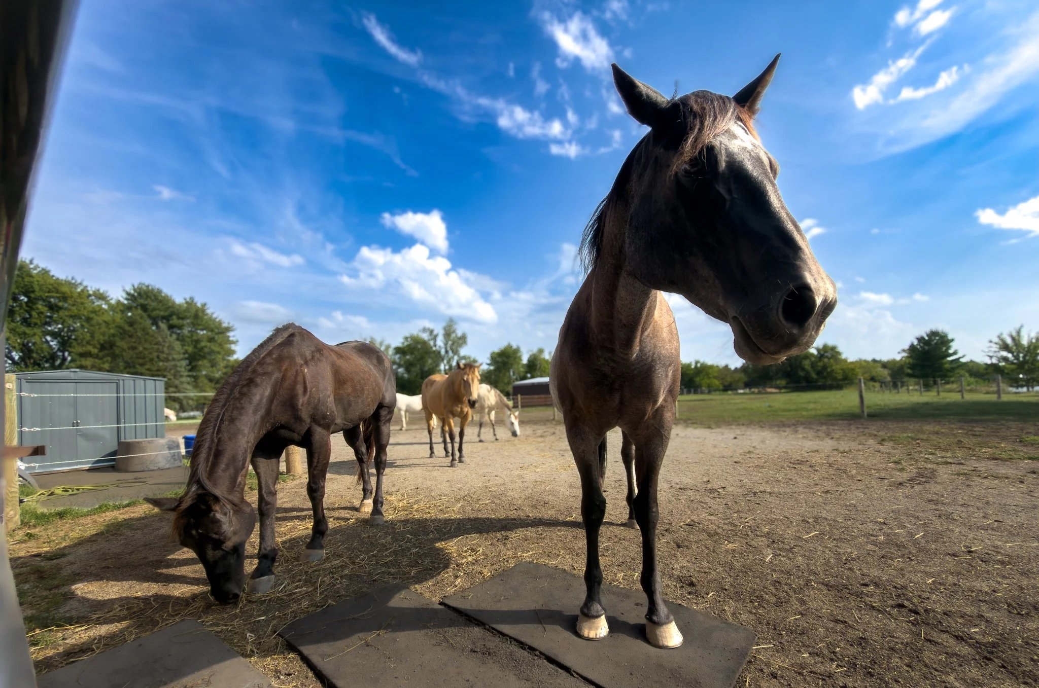 Group of horses in a paddock with clear blue sky and scattered clouds, some trees and structures in the background.