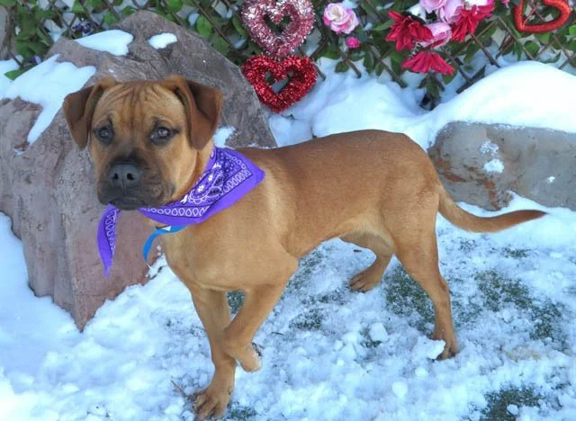 Q&amp;A with Animal Welfare