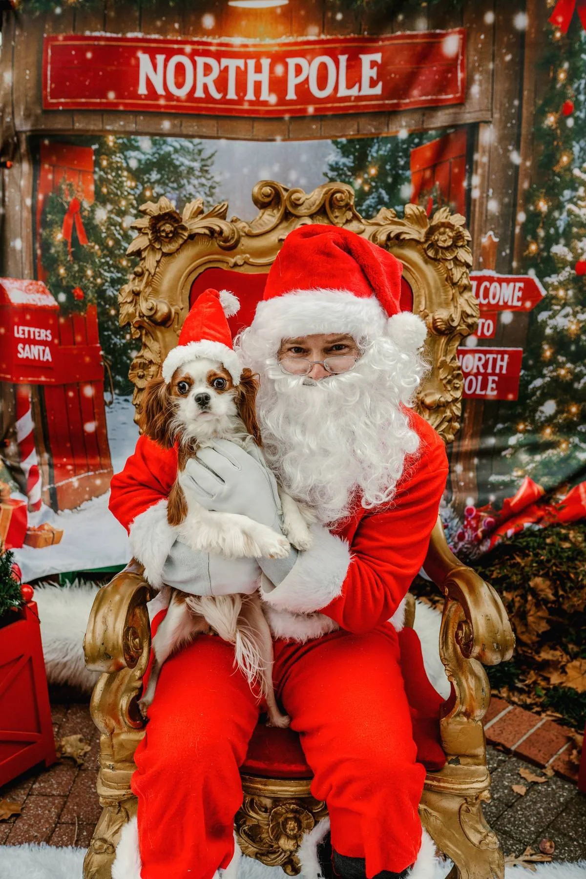 Santa Paws