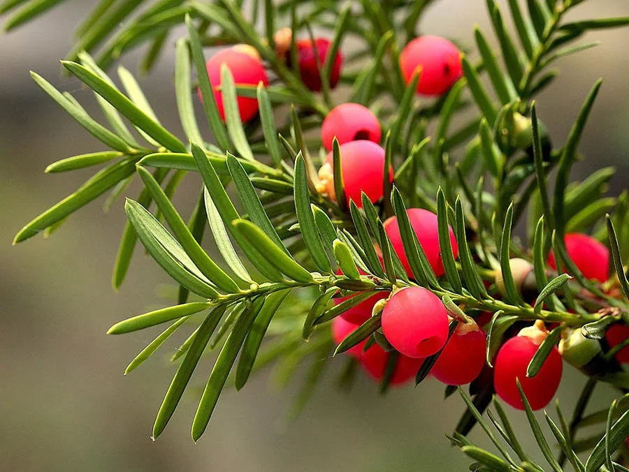Yew branches with red berries