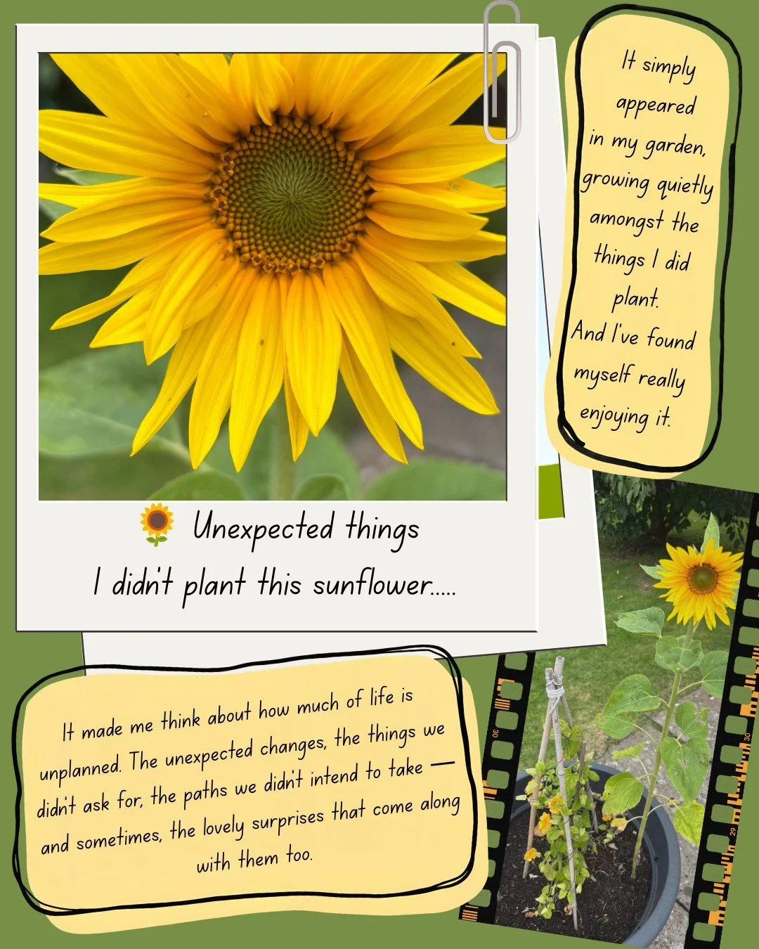 I didn&rsquo;t plant this sunflower.

It simply appeared in my garden, growing quietly amongst the things I did choose to plant.

But I&rsquo;ve found myself really enjoying it.

It made me think about how much of life is unplanned. The unexpected ch