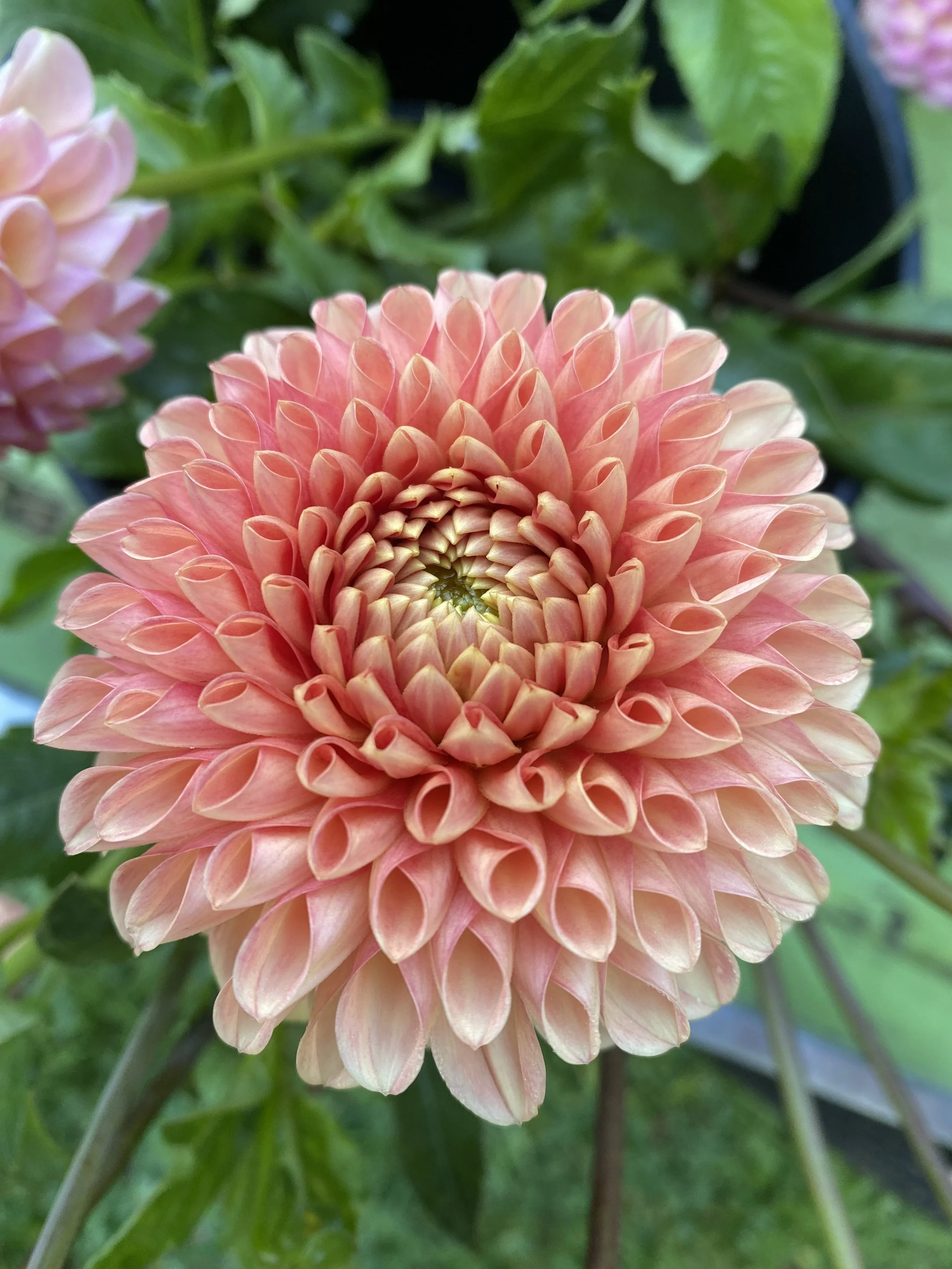 Clearview Peachy Dahlia
