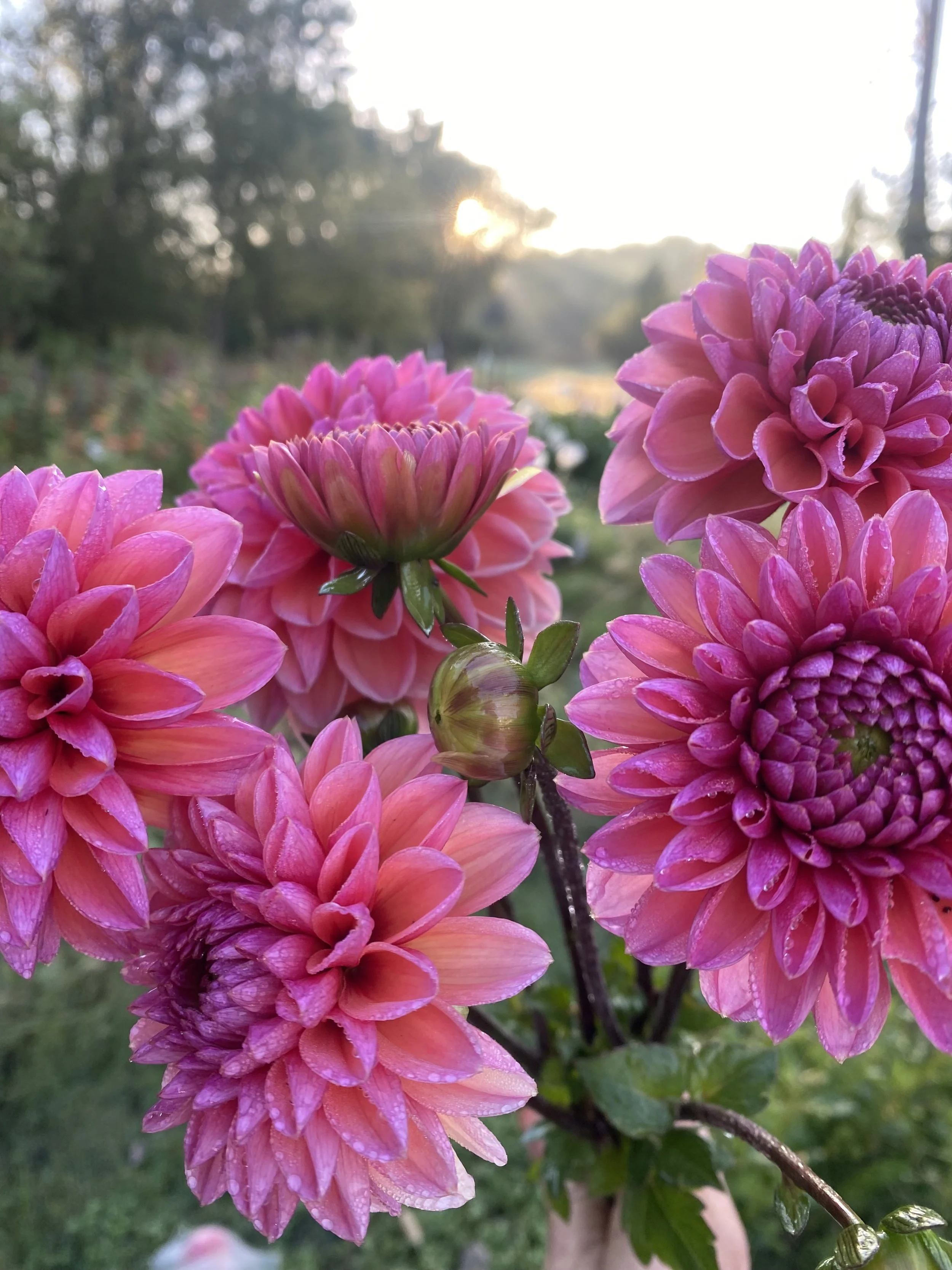 Daisy Duke Dahlia