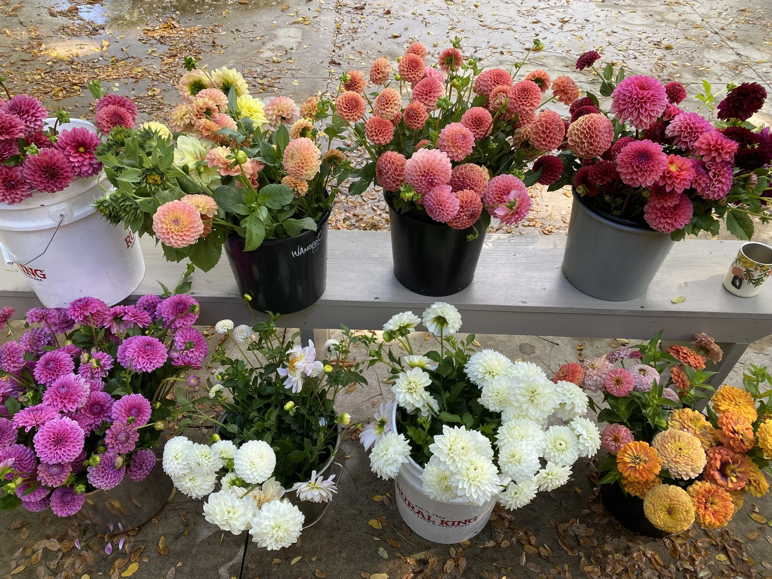 Happiness Dahlia Collection