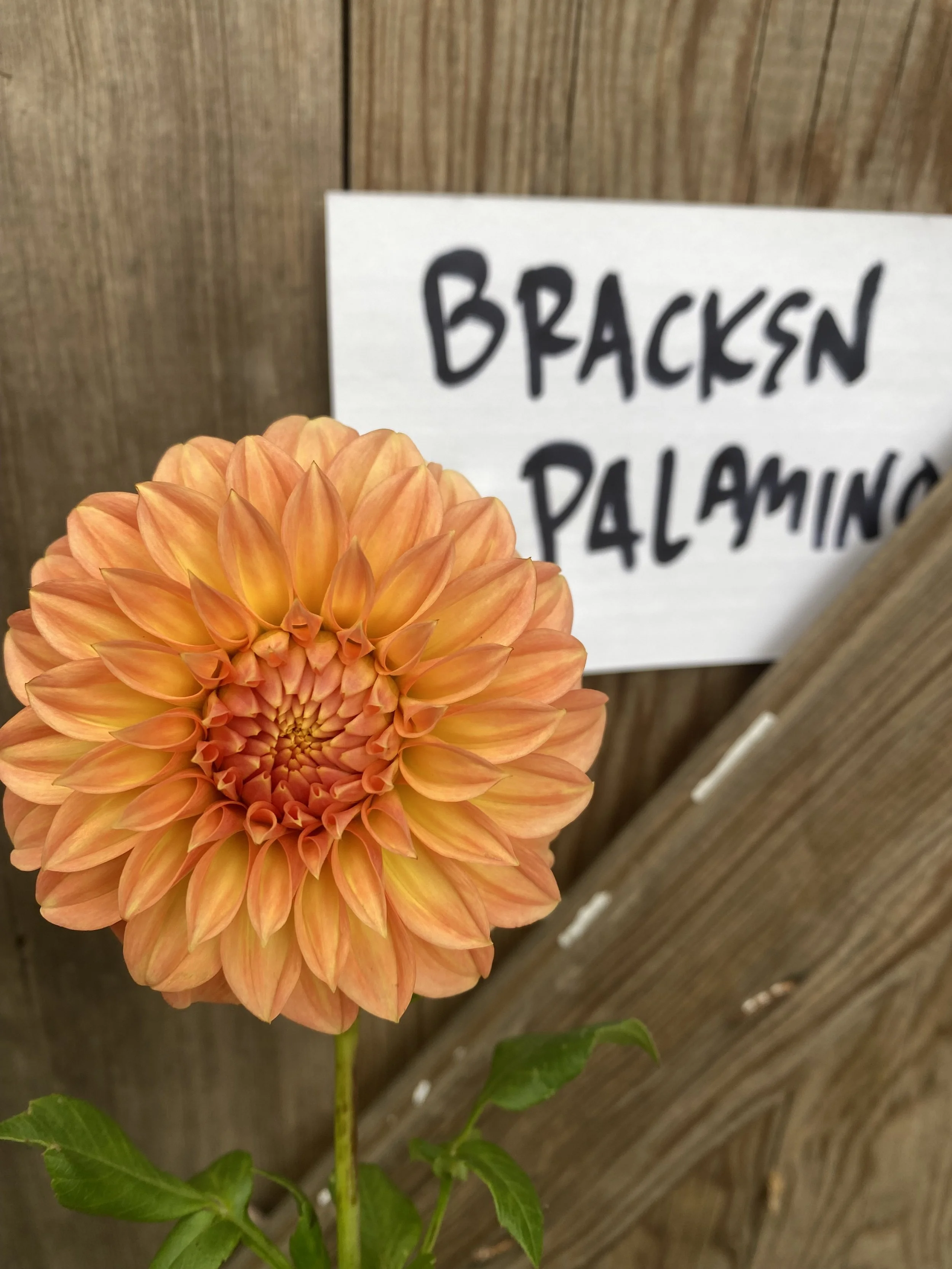 Bracken Palomino
