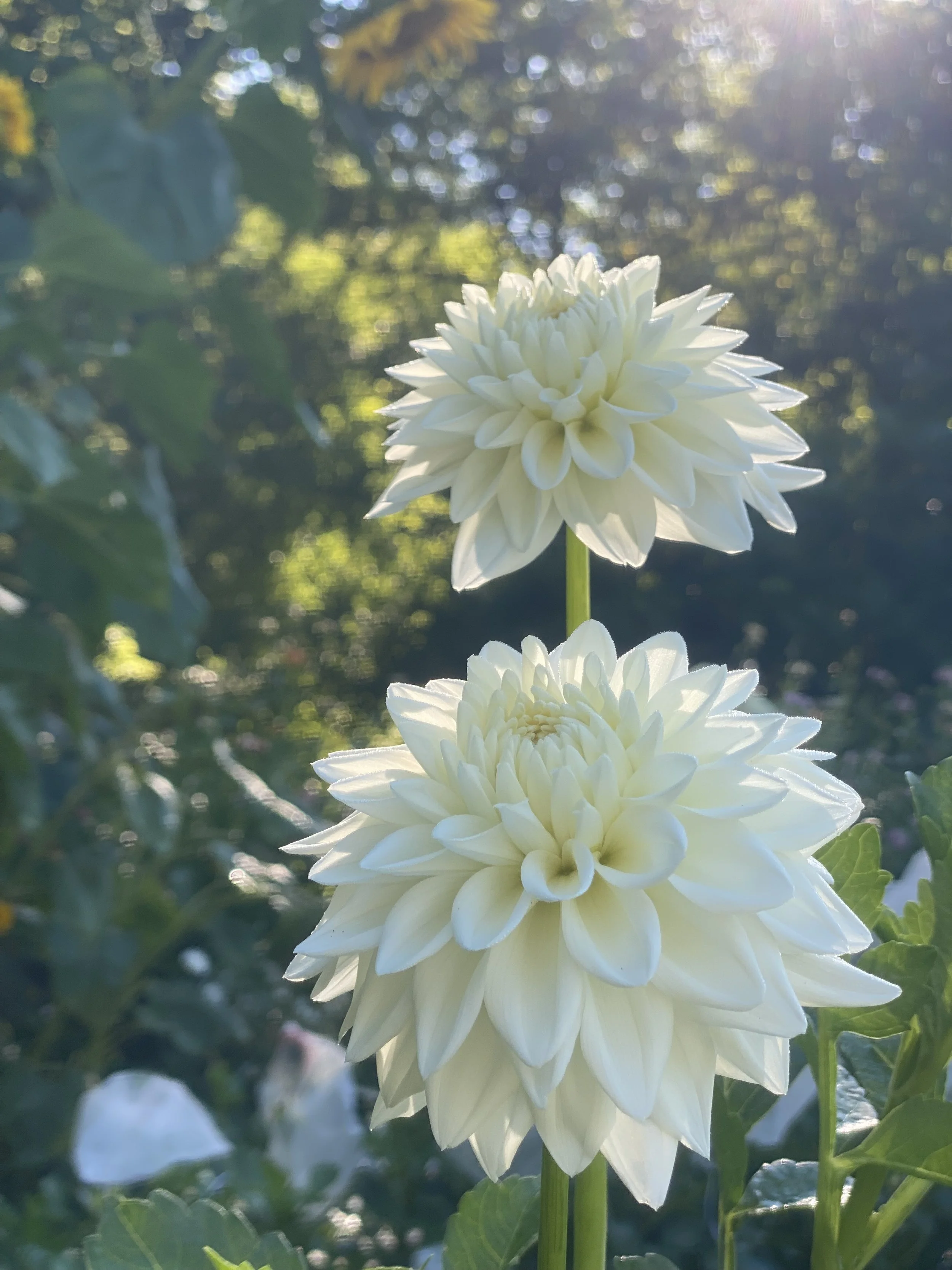 Blizzard Dahlia