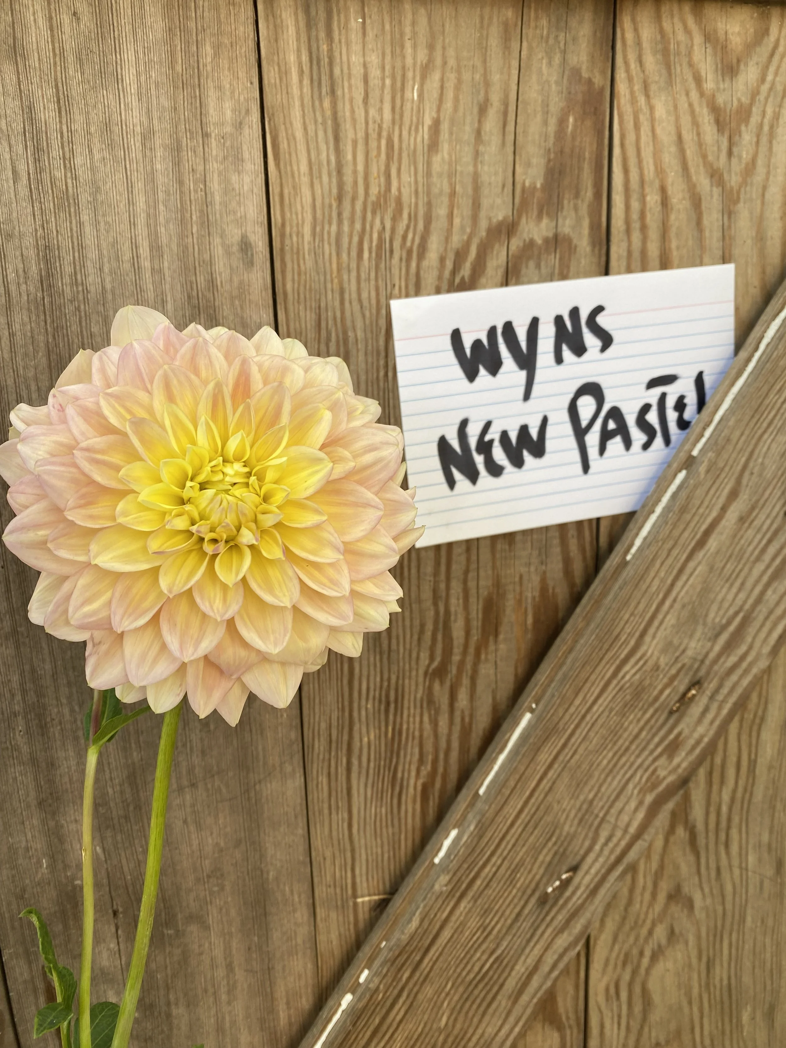 Wyn's New Pastel Dahlia