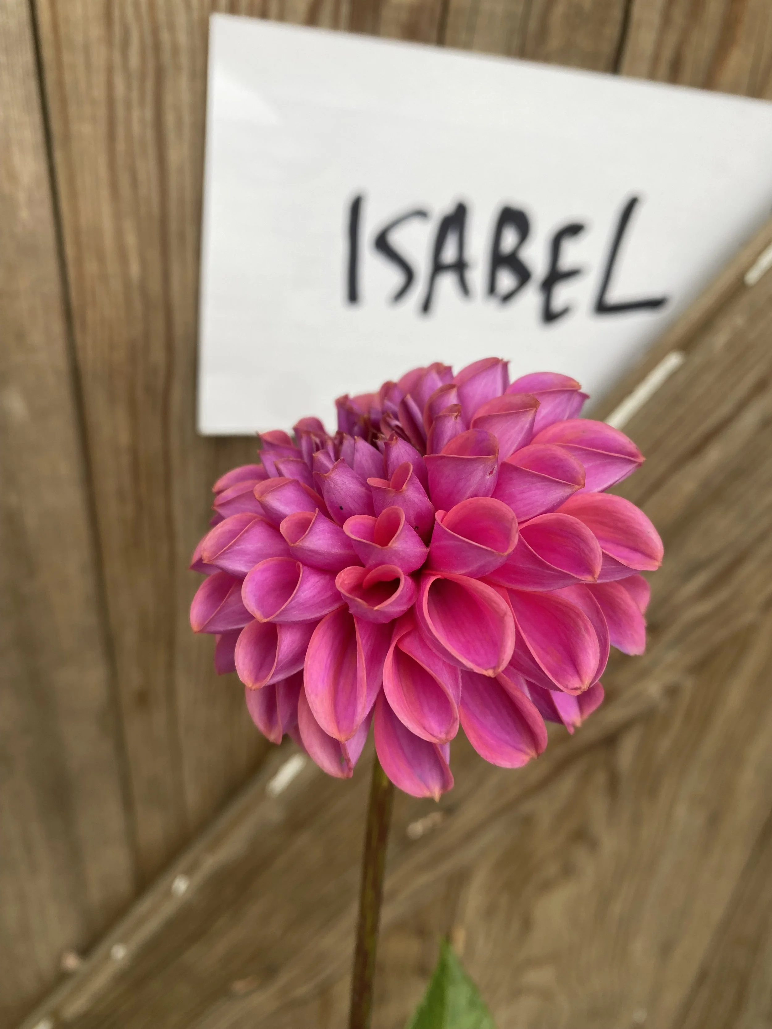 Isabel