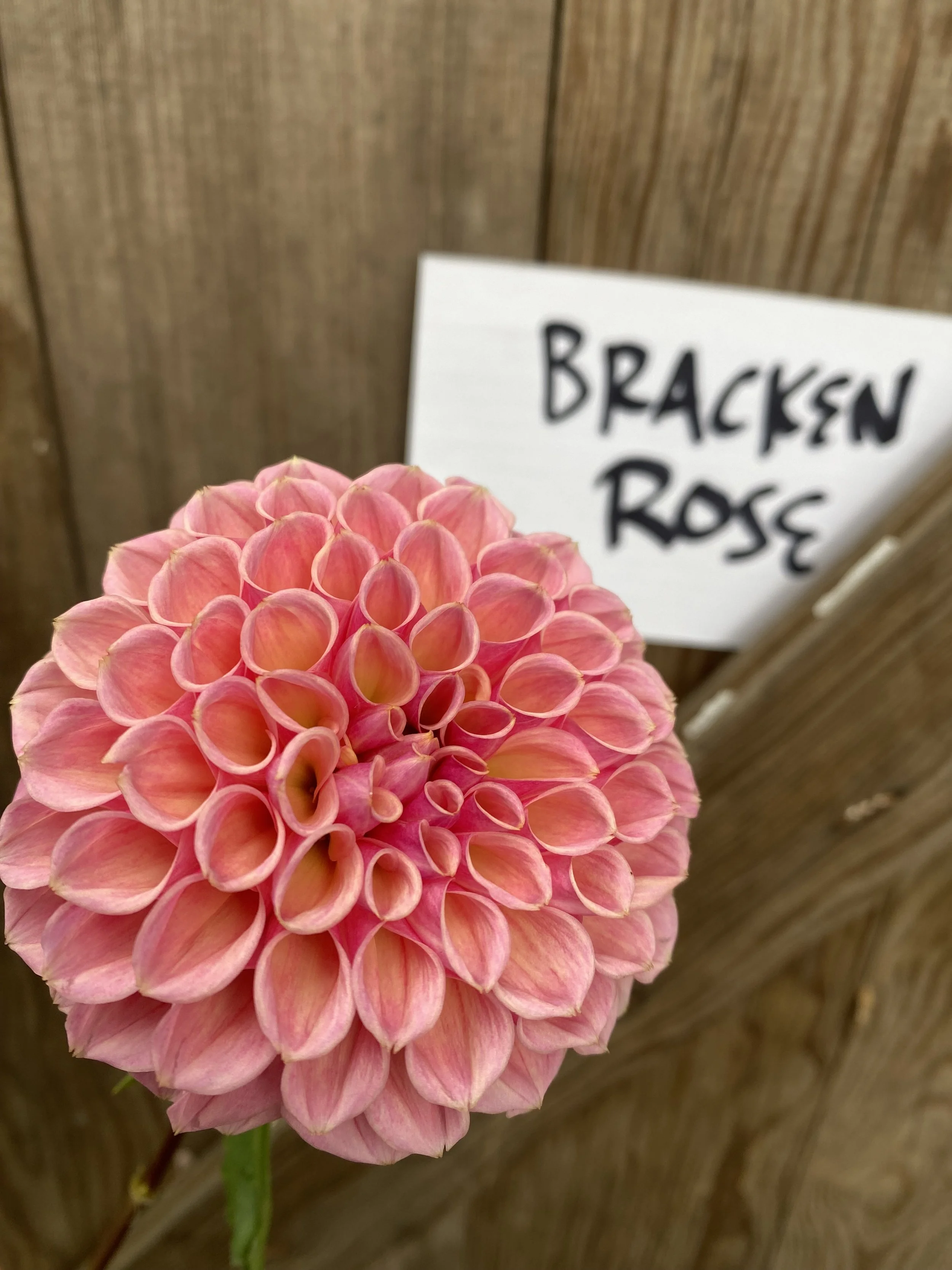 Bracken Rose Dahlia
