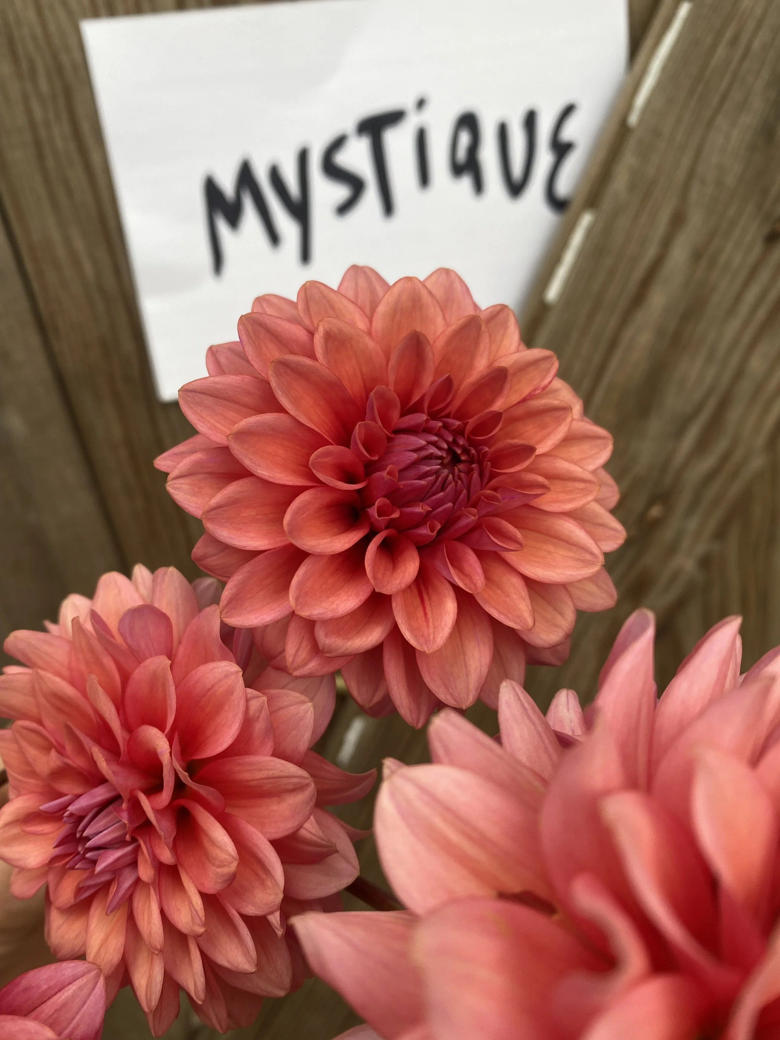 Mystique Dahlia