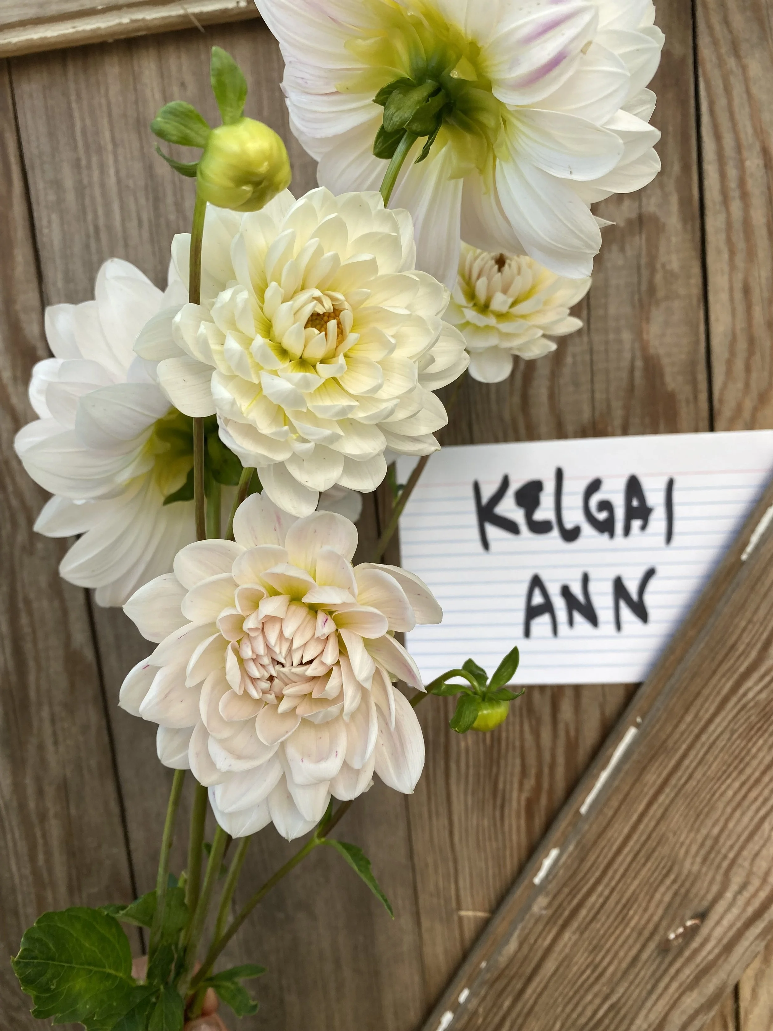 Kelgai Ann Dahlia- Limit 1