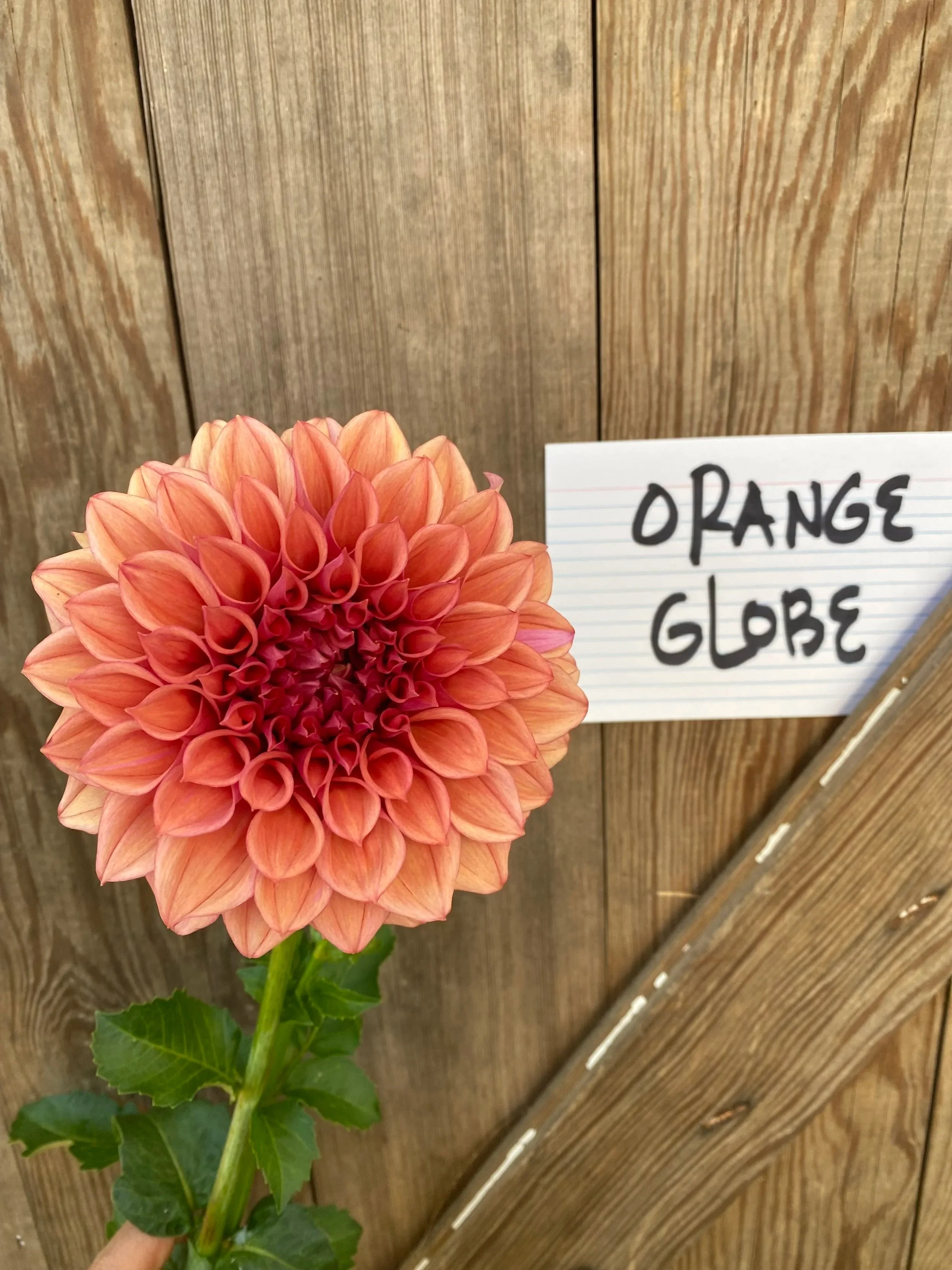 Orange Globe Dahlia -Limit 1