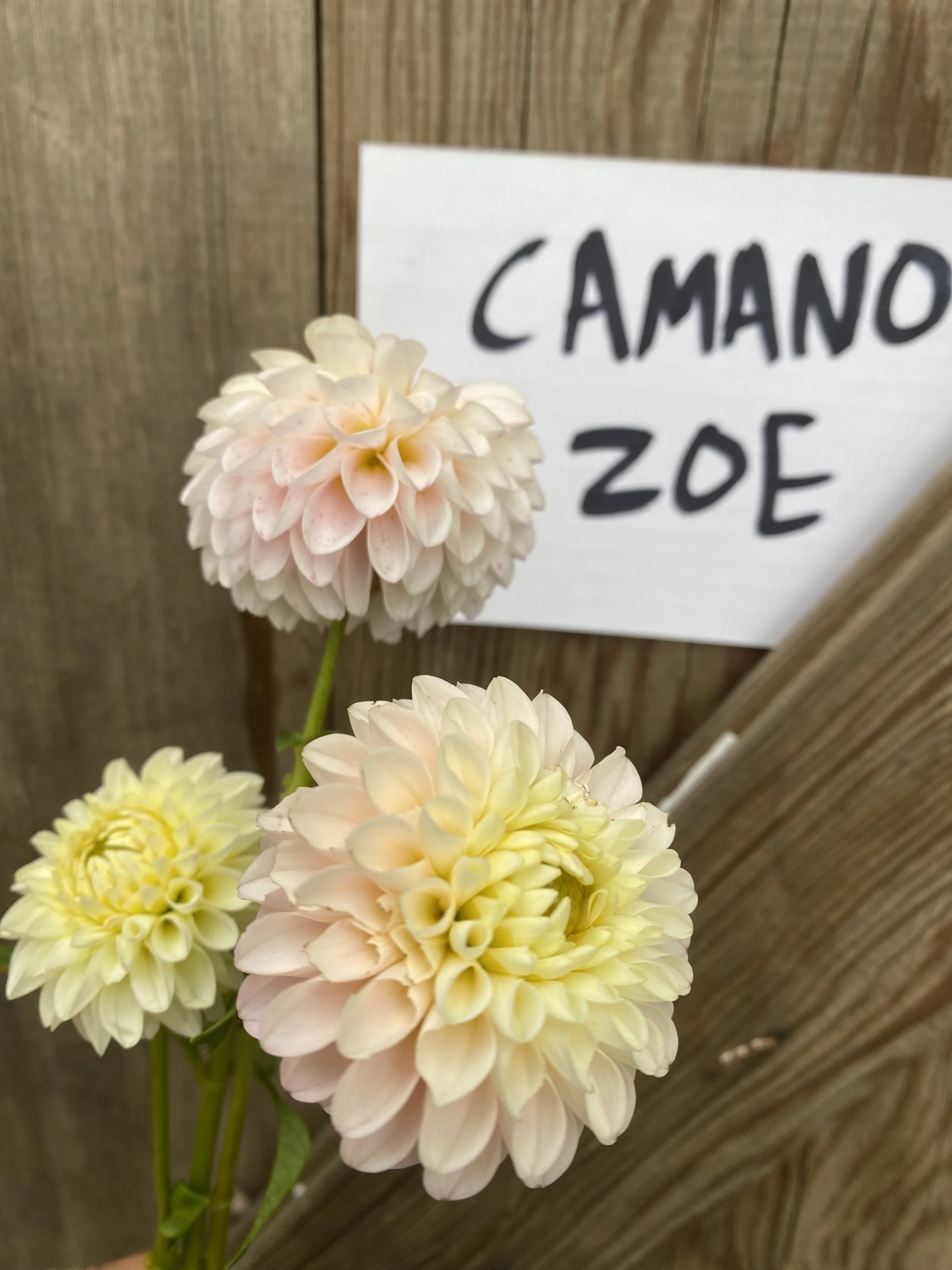 Camano Zoe Dahlia