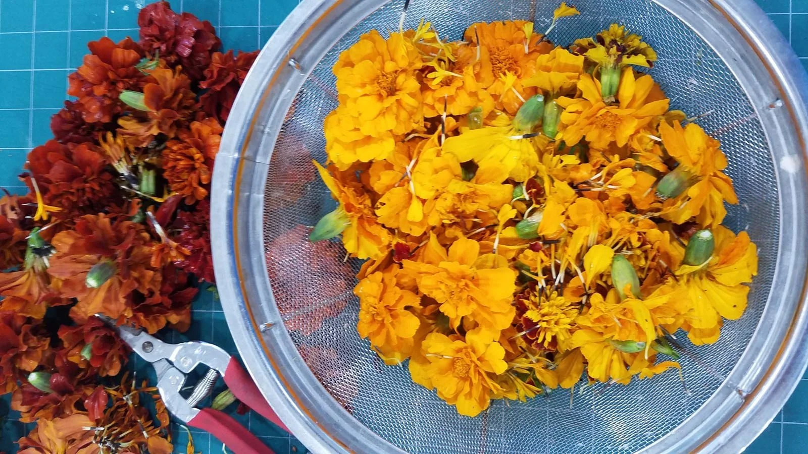 A sieve full of marigolds