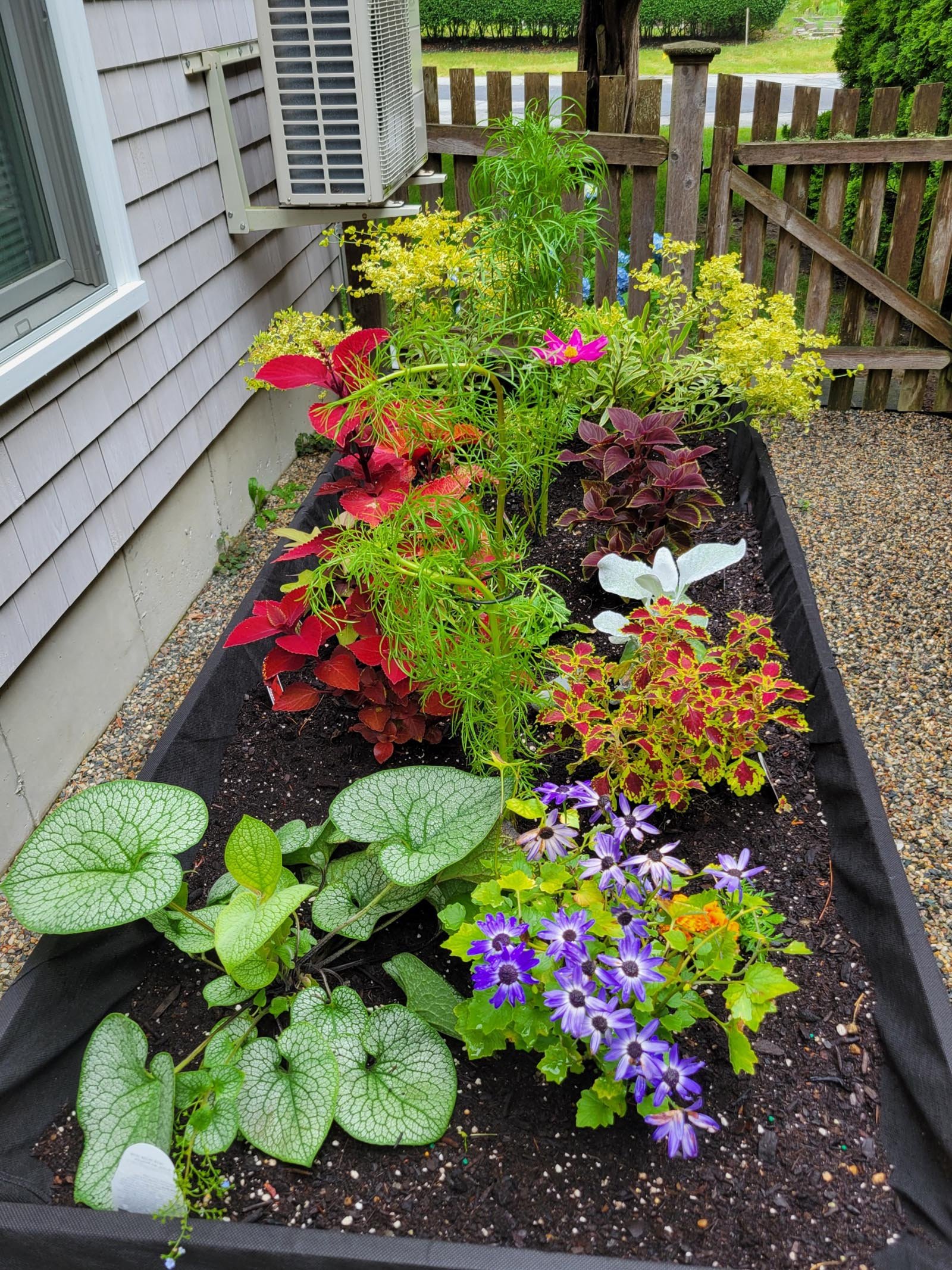 Dyer's garden