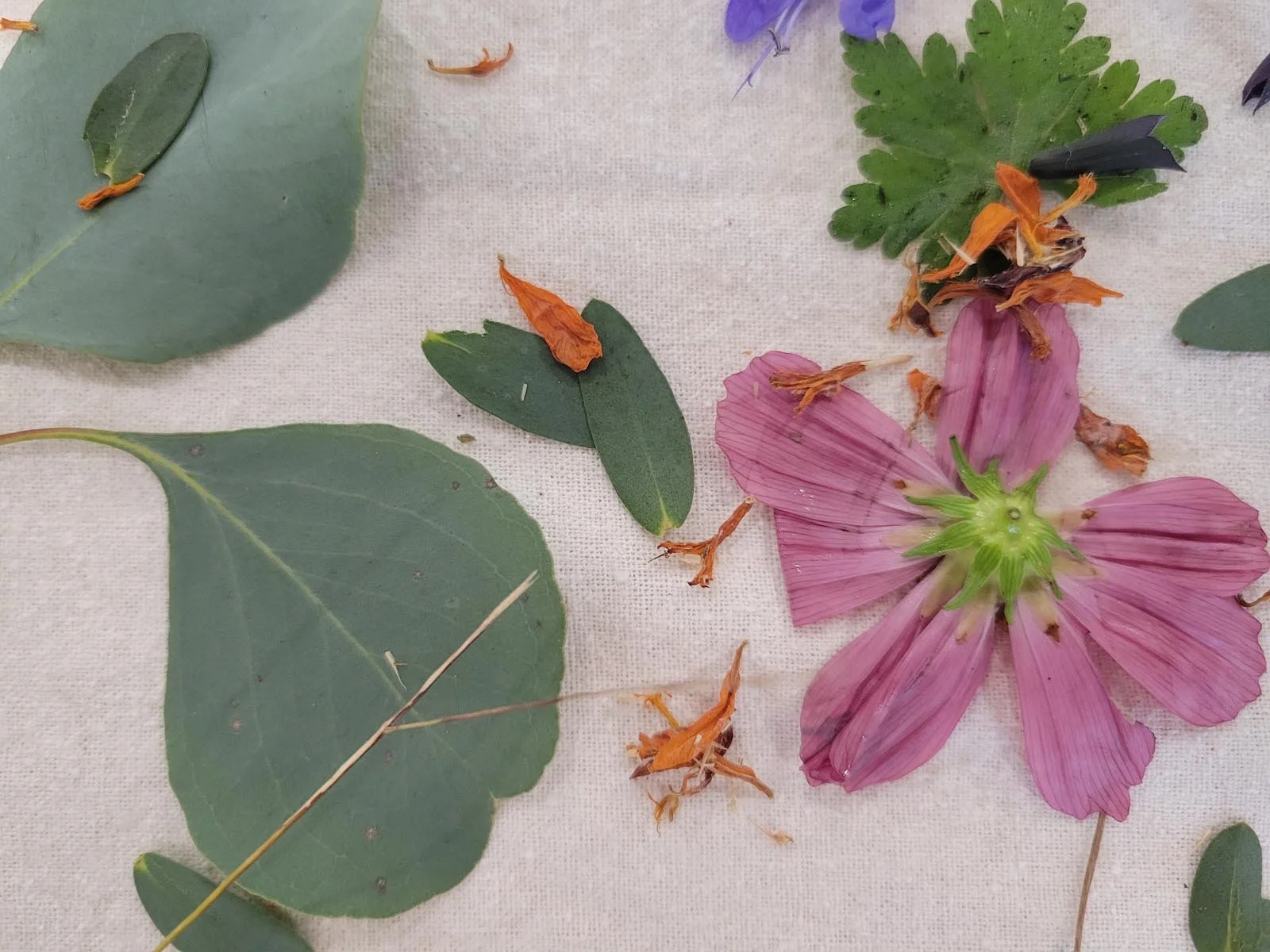 Several botanicals atop a piece of fabric