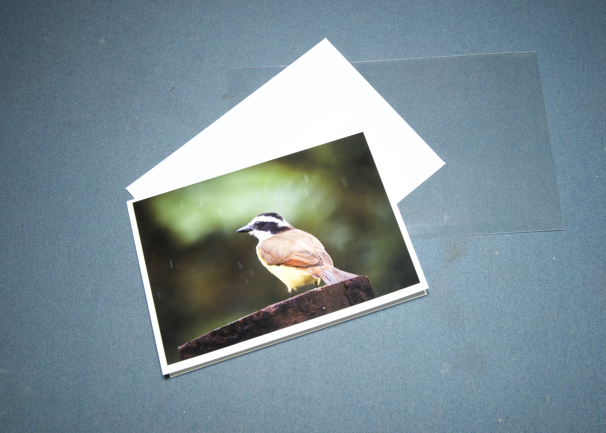 3 elements Great Kiskadee on throne.jpg