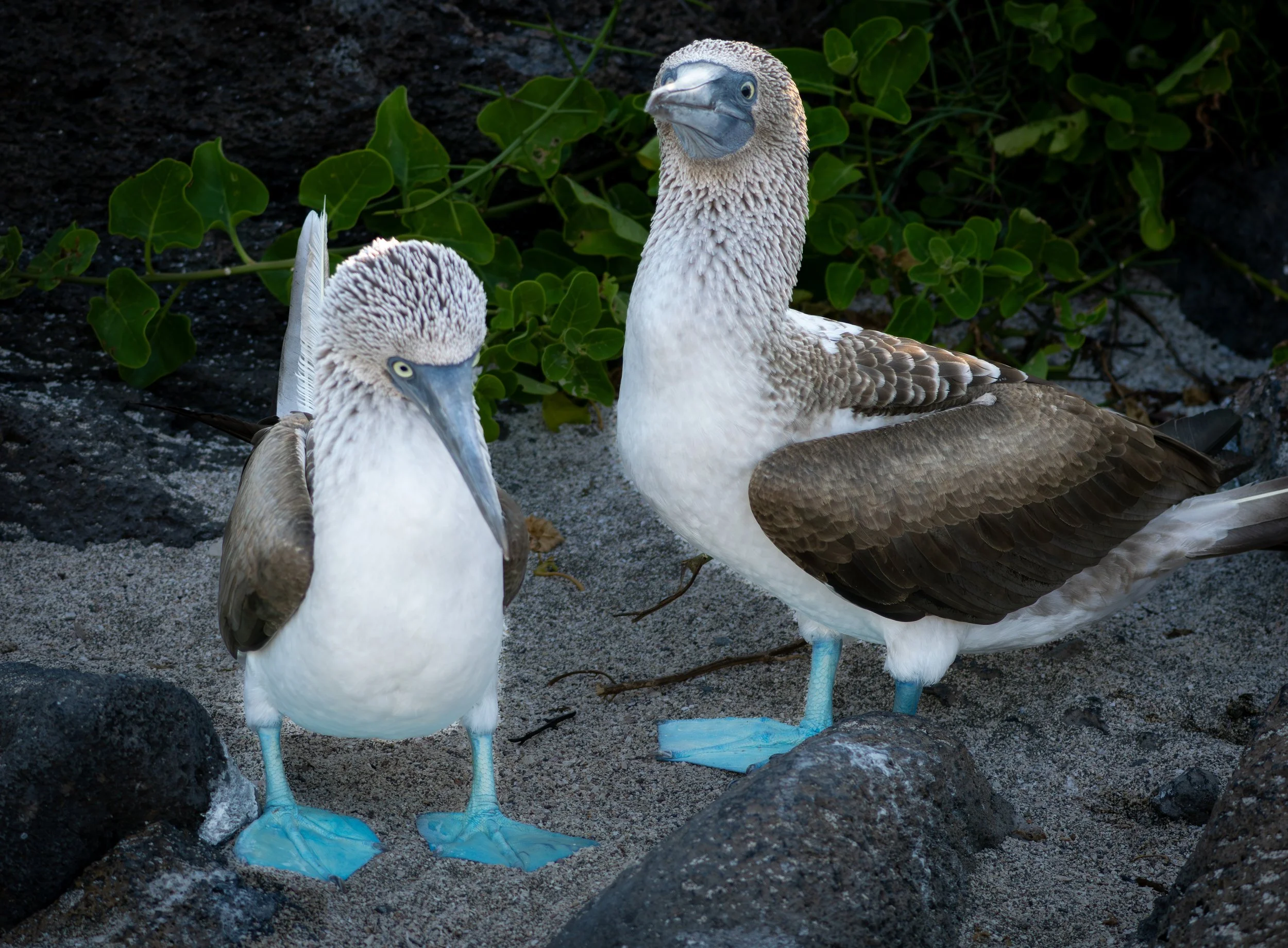 Blue-footed Boobies on Isla Lobos in the Galapagos