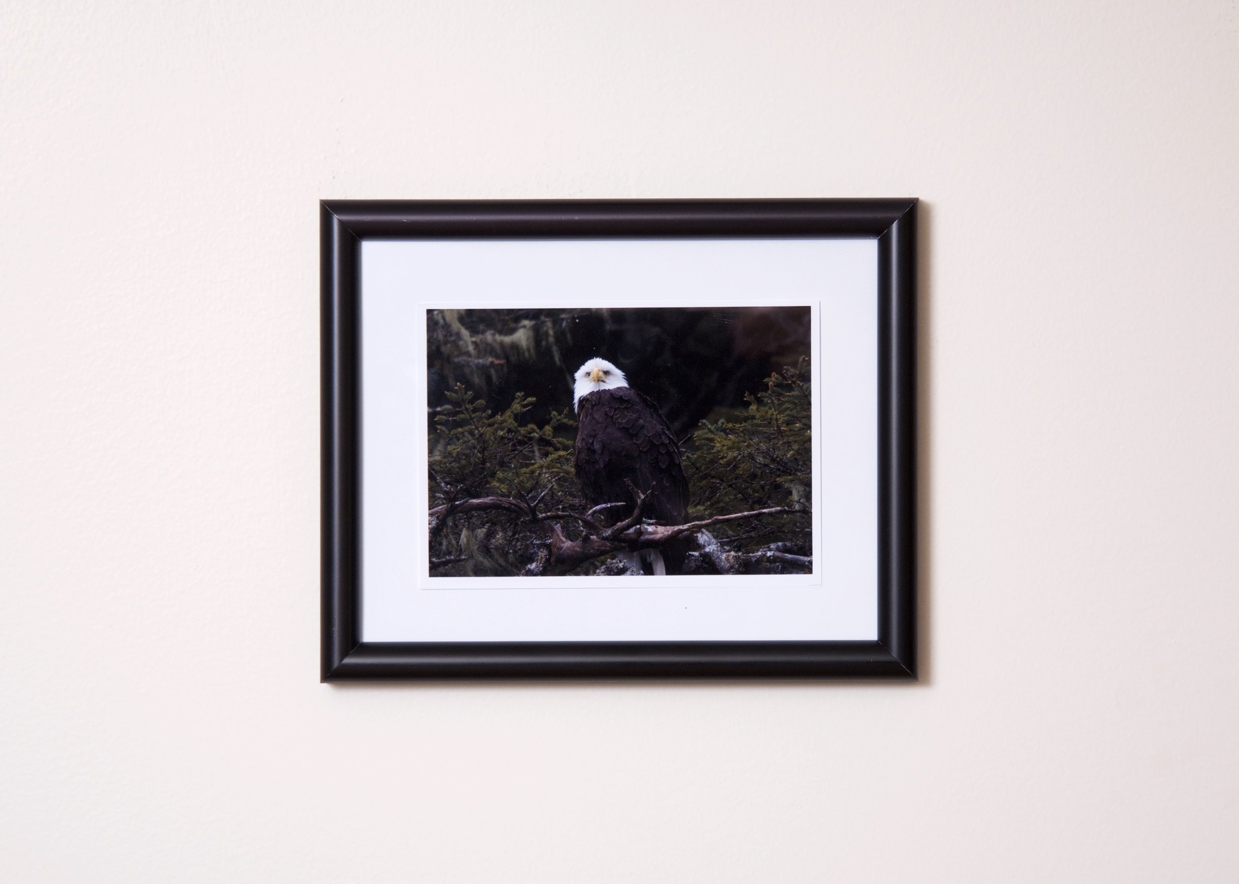 Picture. Bald eagle in Sitka.jpg