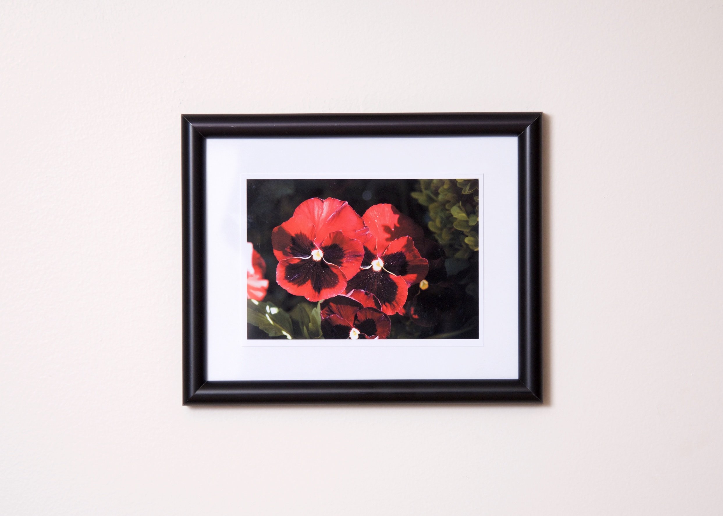 Picture. Red Pansies.jpg