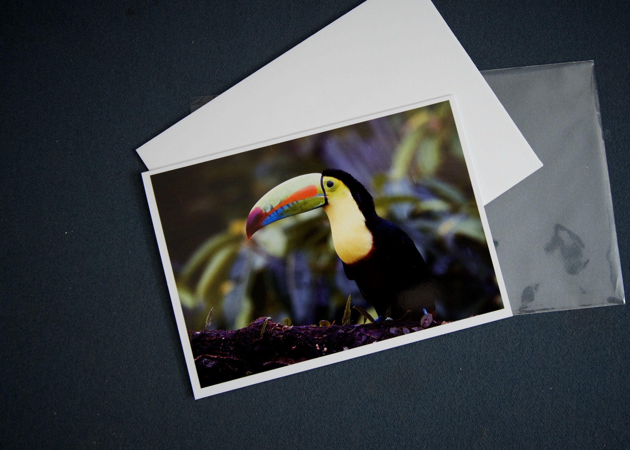 3 elements Keel-billed Toucan.jpg