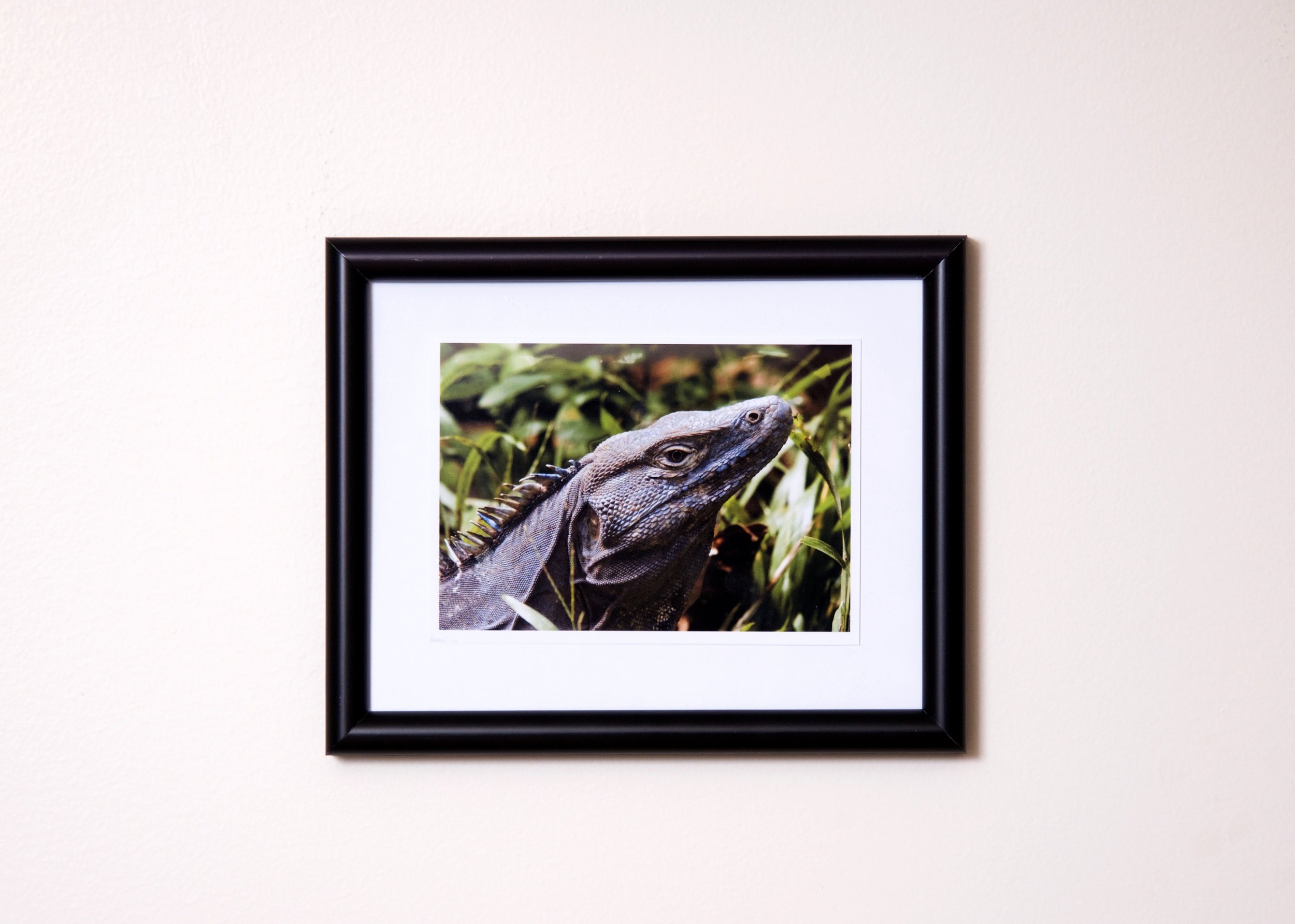 Picture. Of Iguanas and flies.jpg