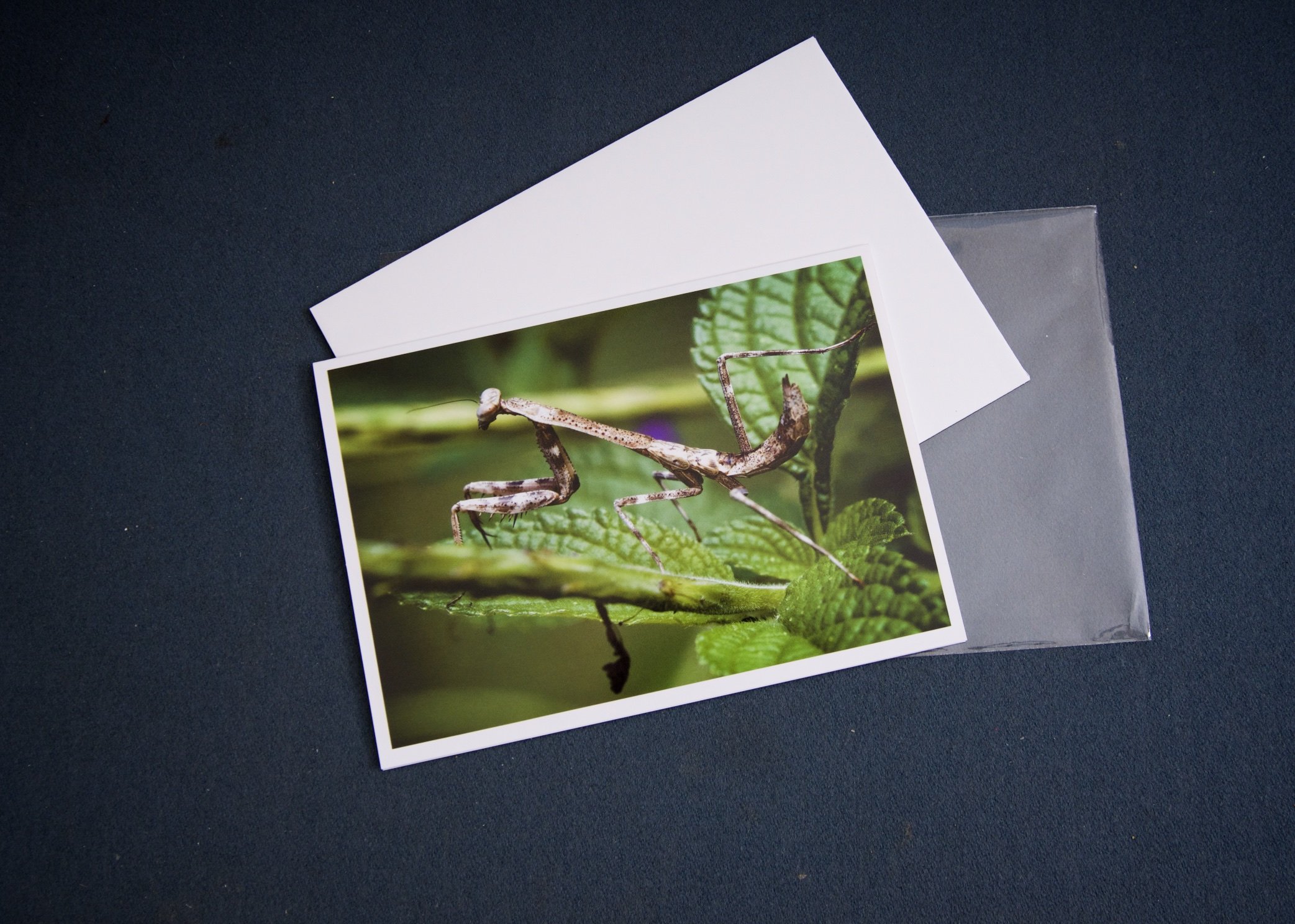 3 elements Creeping Praying Mantis.jpg